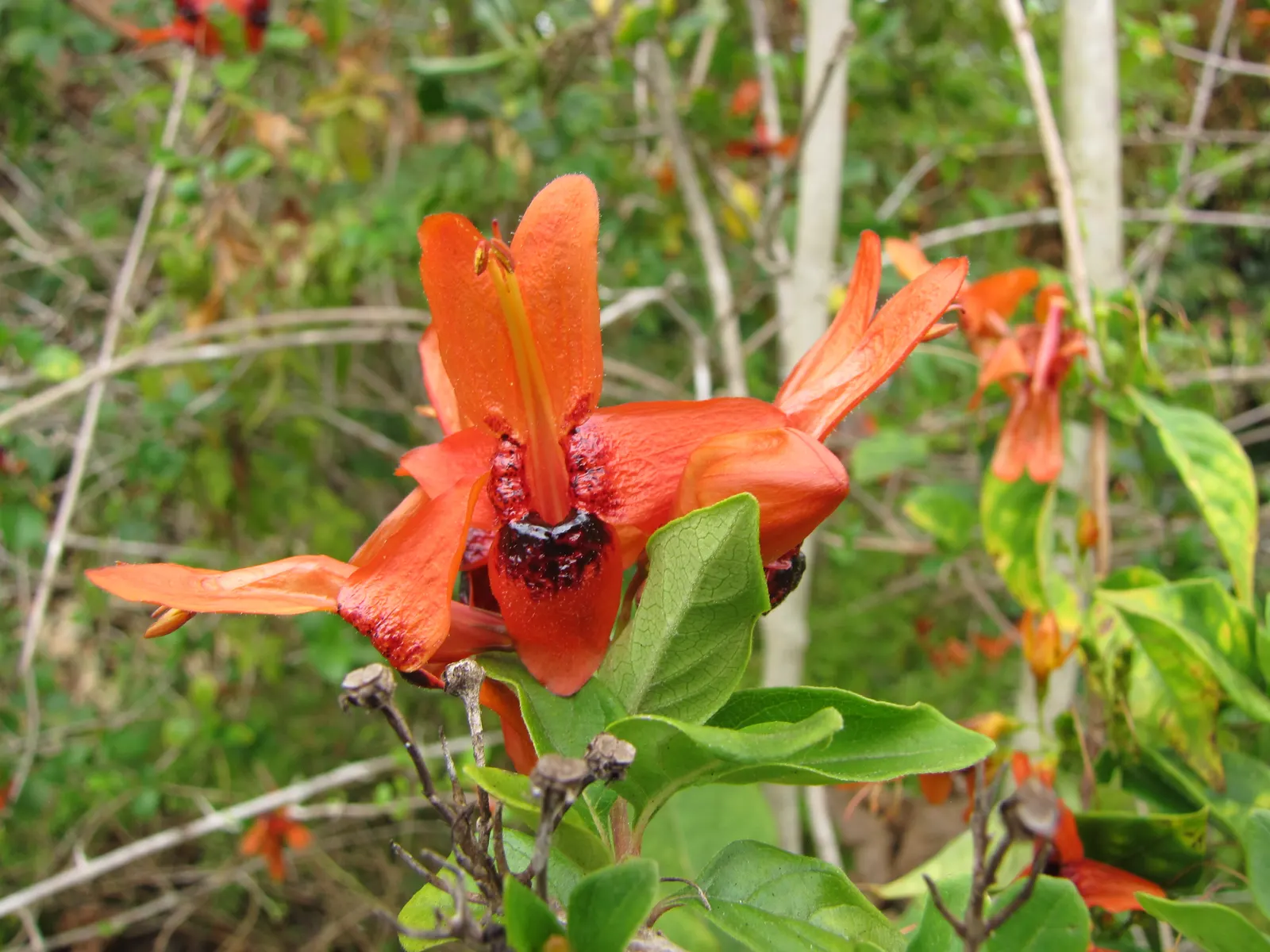 Rabbit Ears Plant (Ruttya Fruticosa) — perennial with orange blooms; producing unique two-lipped