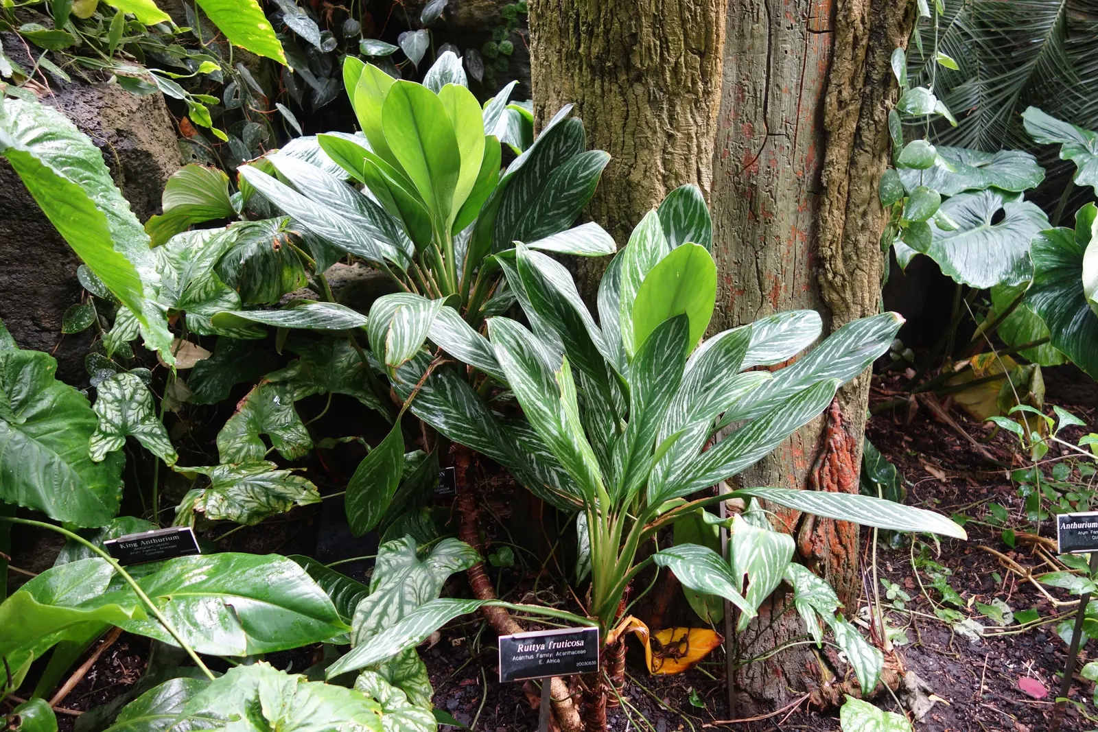 Rabbit Ears Plant (Ruttya Fruticosa) — Its showy flowers are not only visually striking but also attract hummingbirds and butterflies