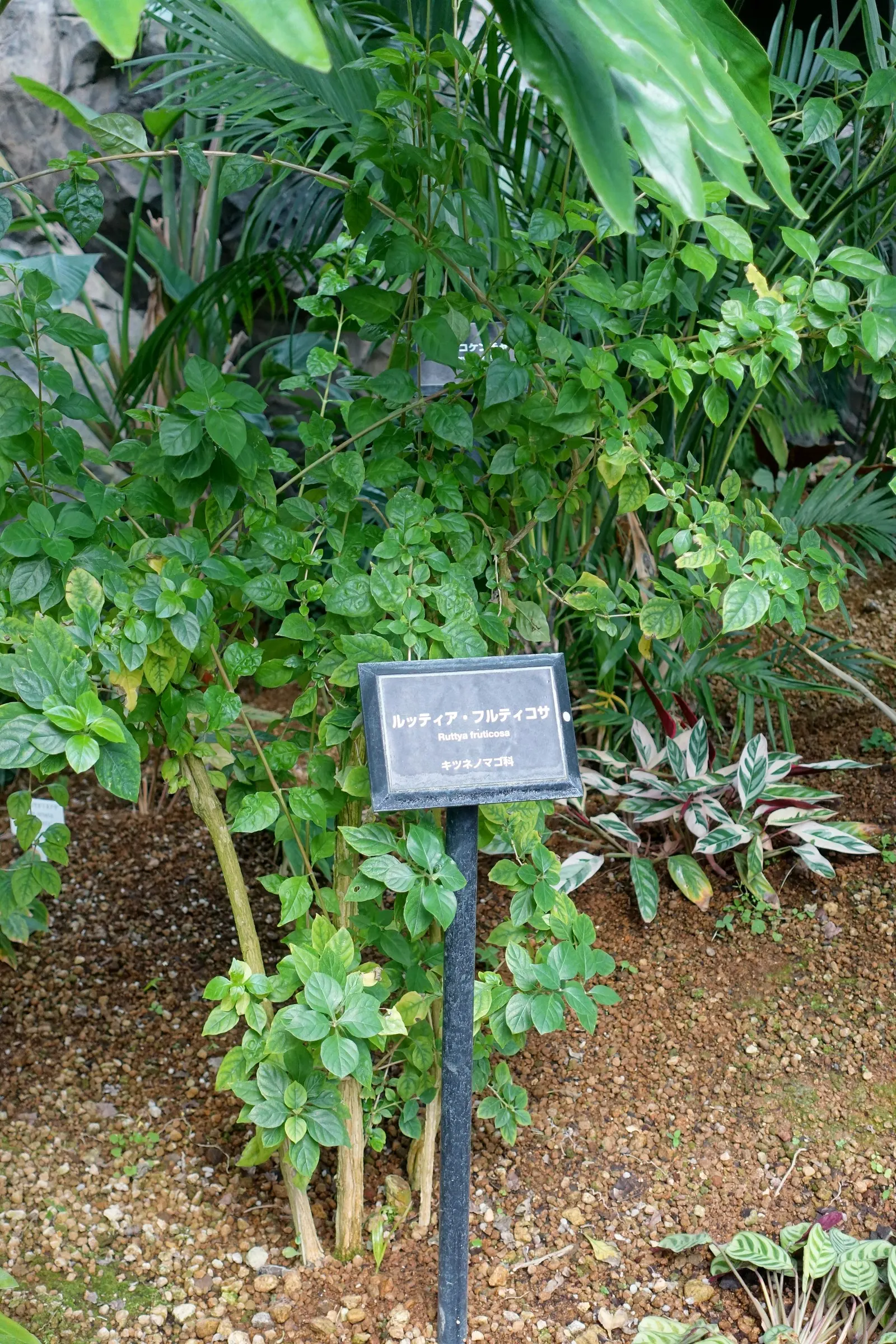 Rabbit Ears Plant (Ruttya Fruticosa) — producing unique two-lipped