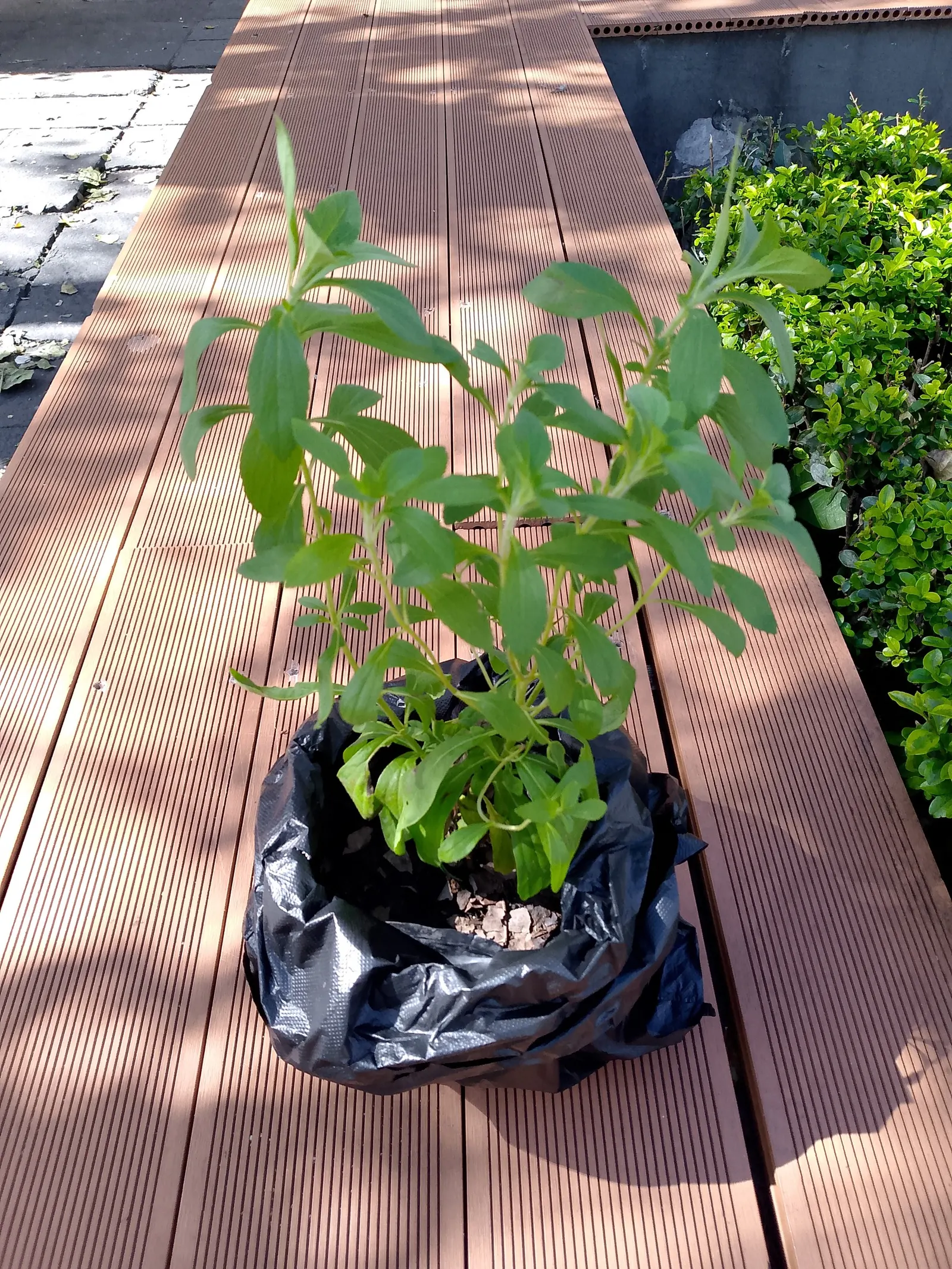 Sweet Leaf (Stevia Rebaudiana) — When cultivated, it typically reaches 1 to 2 feet in height and width