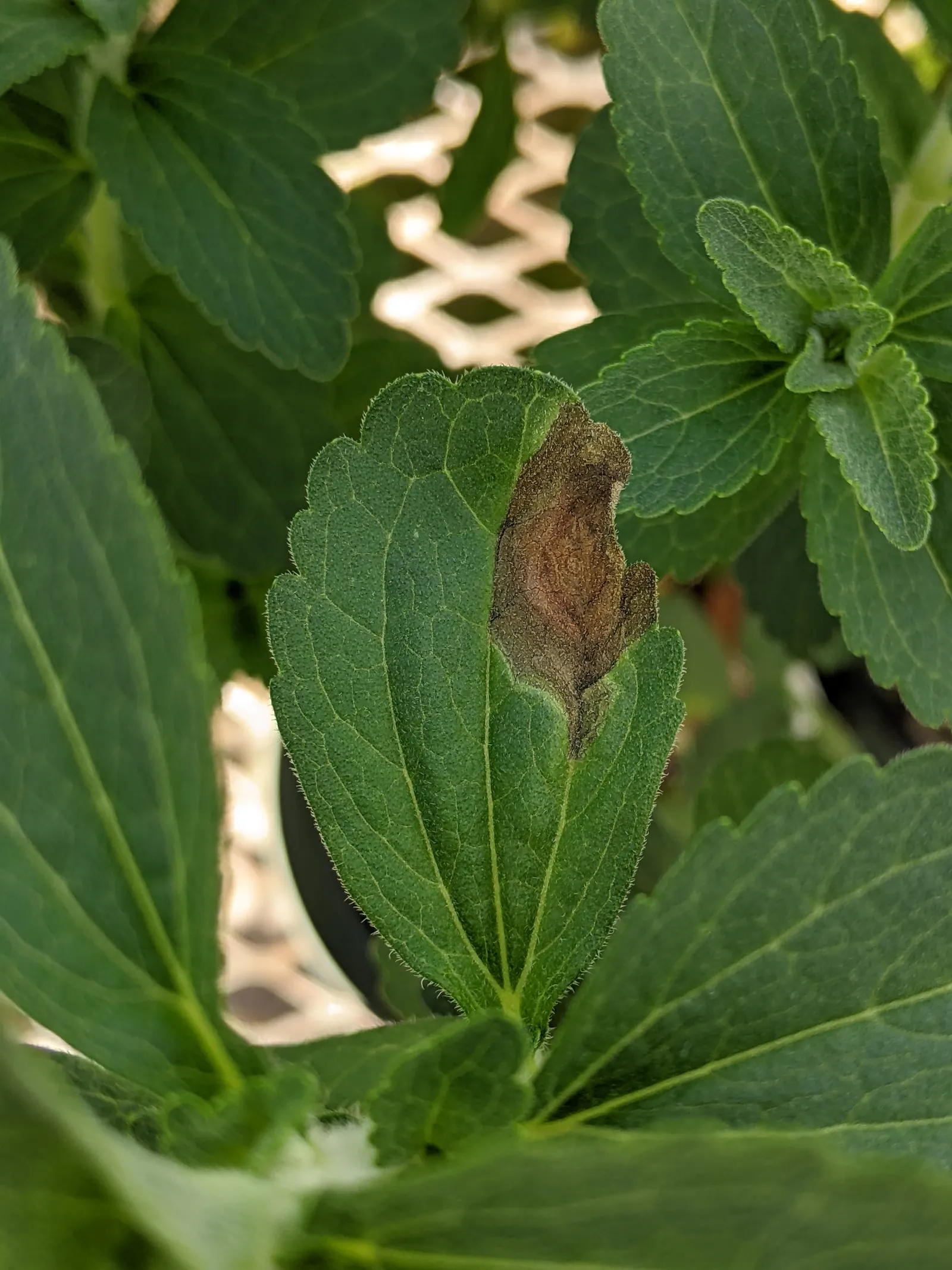 Sweet Leaf (Stevia Rebaudiana) — adding a subtle ornamental value; this low-maintenance plant thrives in USDA zones 9 to 11