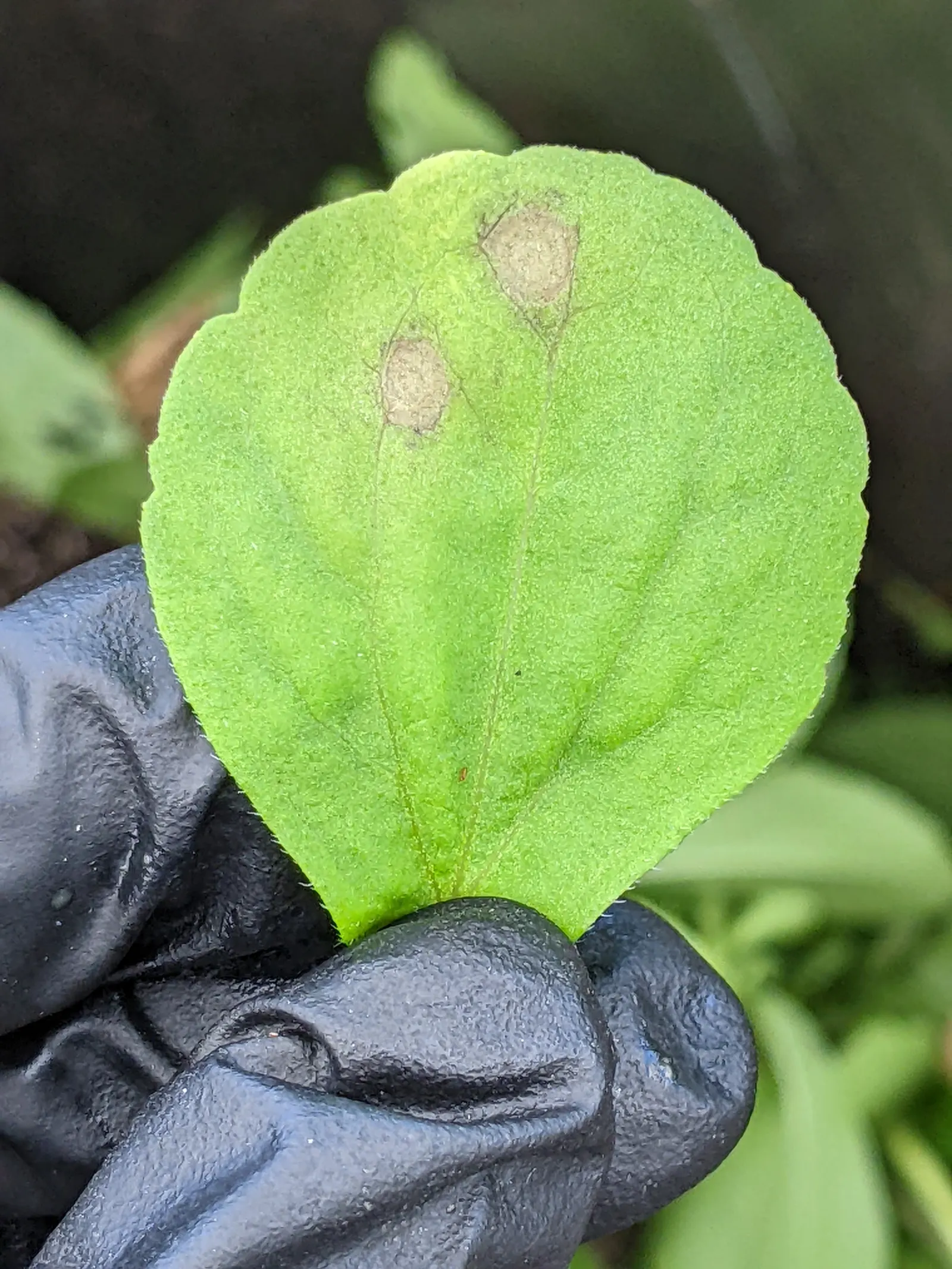 Sweet Leaf (Stevia Rebaudiana) — though the main attraction remains its sweet-tasting foliage
