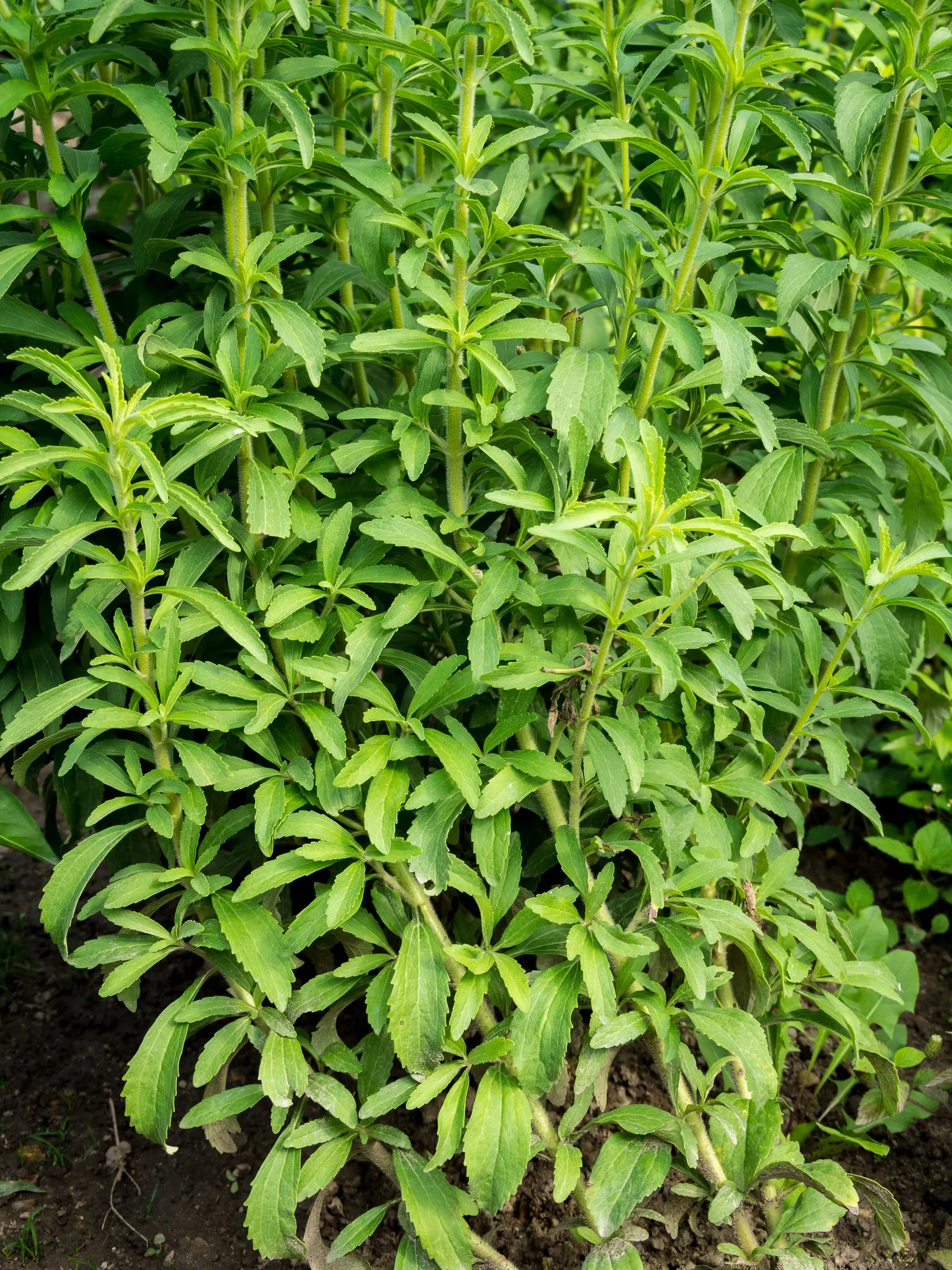 Sweet Leaf (Stevia Rebaudiana) — Though drought-tolerant once established; stevia rebaudiana offers both practical sweetness and visual charm