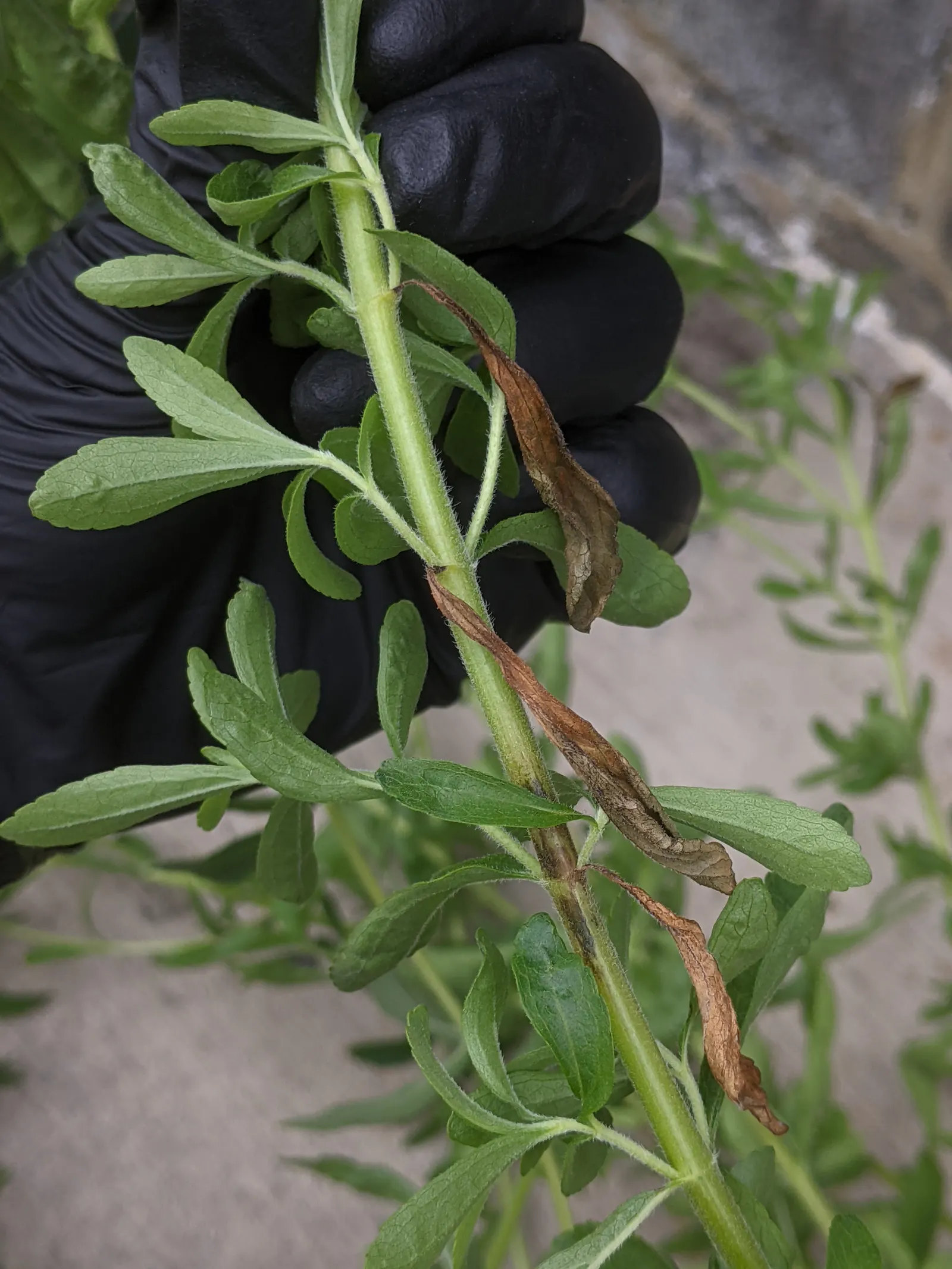 Sweet Leaf (Stevia Rebaudiana) — For a fully embracing garden experience