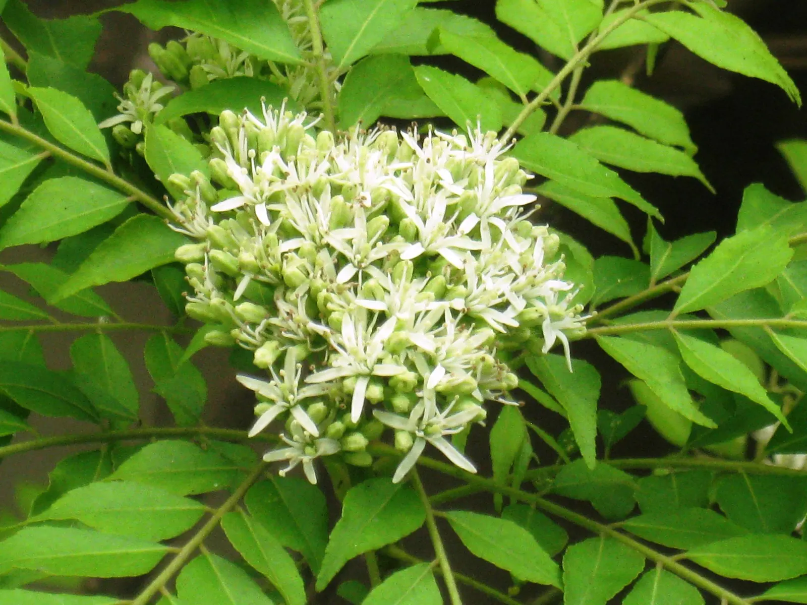 Sweet Leaf (Stevia Rebaudiana) — It‚Äôs an ideal natural sweetener addition for kitchen gardens and borders; though the main attraction remains its, image 91