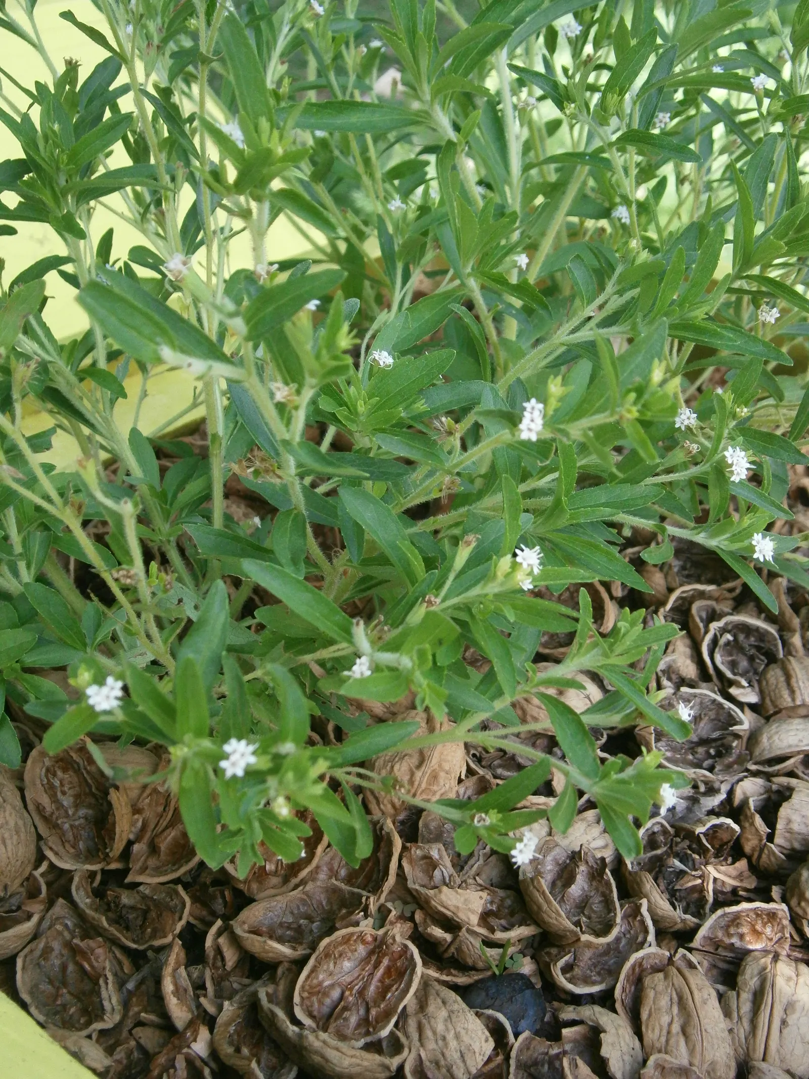 Sweet Leaf (Stevia Rebaudiana) — Though drought-tolerant once established