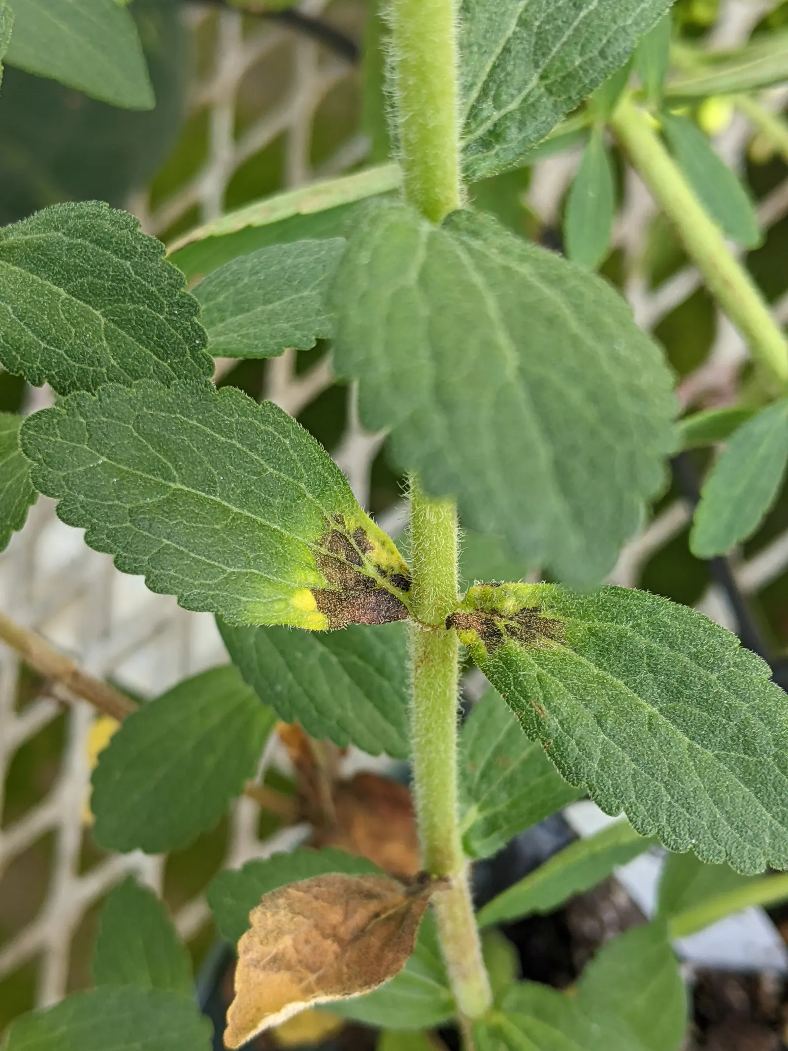 Sweet Leaf (Stevia Rebaudiana) — Stevia's virtues of visual appeal