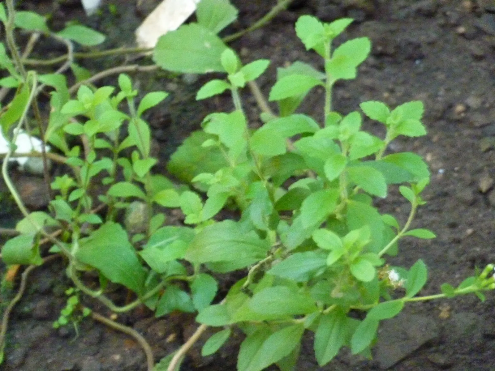Sweet Leaf (Stevia Rebaudiana) — It‚Äôs an ideal natural sweetener addition for kitchen gardens and borders; though the main attraction remains its