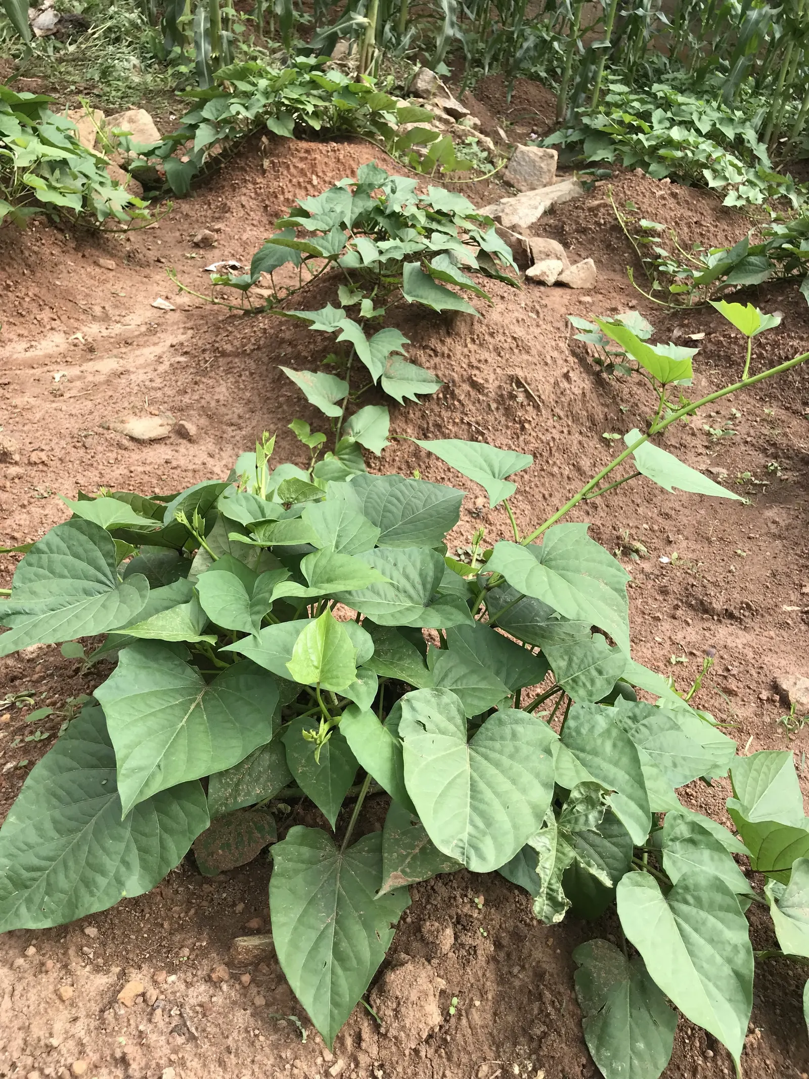 Sweet Leaf (Stevia Rebaudiana) — often referred to as Sweet Leaf or simply Stevia; consider potting the Stevia or protecting it with mulch to, image 64