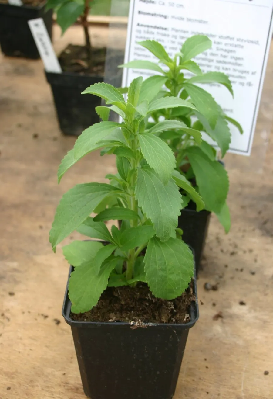 Sweet Leaf (Stevia Rebaudiana) — is a highly valued perennial herb well-known for its intensely sweet leaves; this low-maintenance plant thrives in, image 65