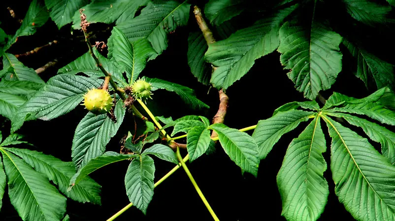 Sweet Leaf (Stevia Rebaudiana) — As an integral component of an edible landscape; stevia rebaudiana offers both practical sweetness and visual charm, image 94