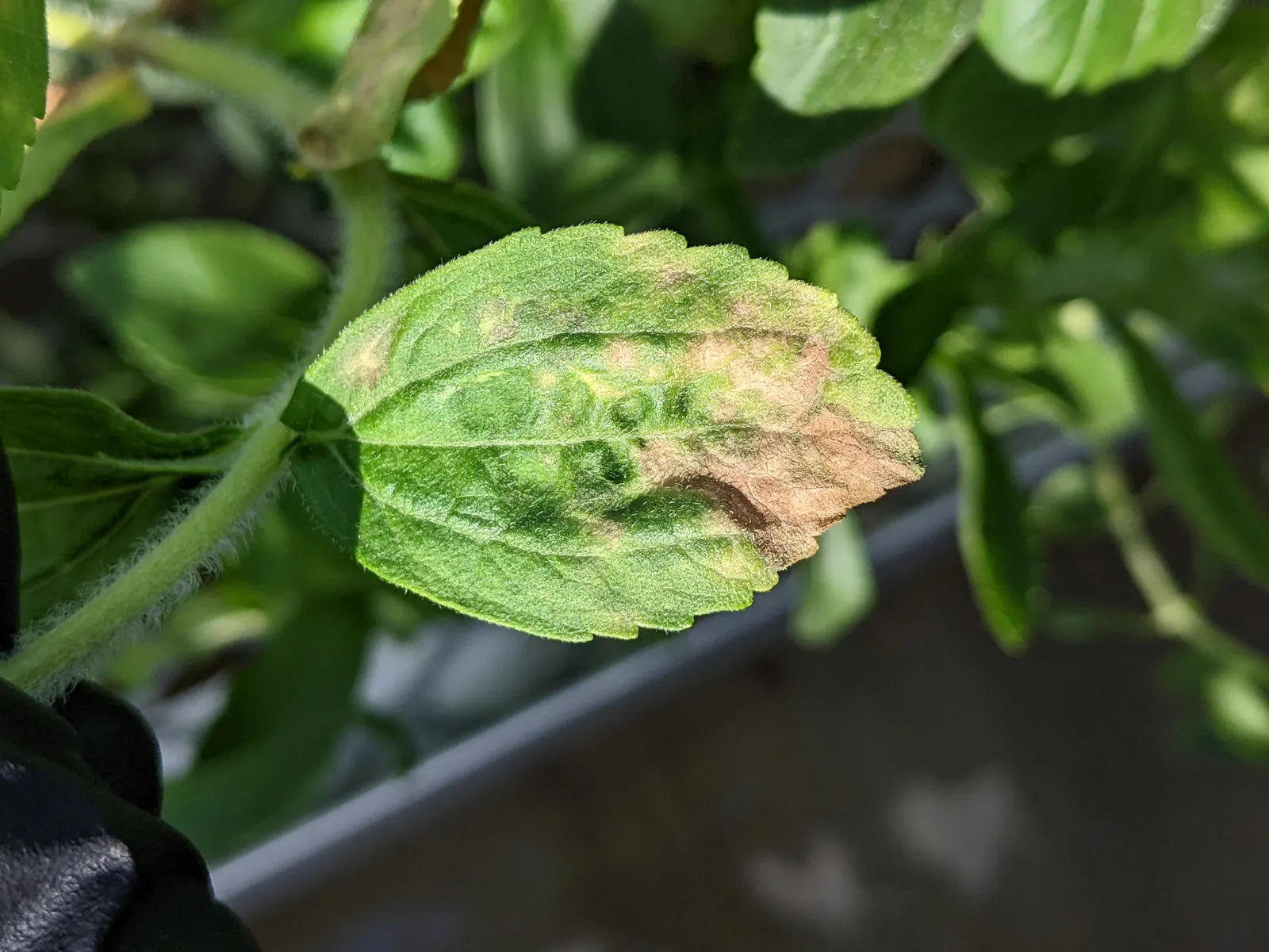 Sweet Leaf (Stevia Rebaudiana) — often referred to as Sweet Leaf or simply Stevia; consider potting the Stevia or protecting it with mulch to overwinter it