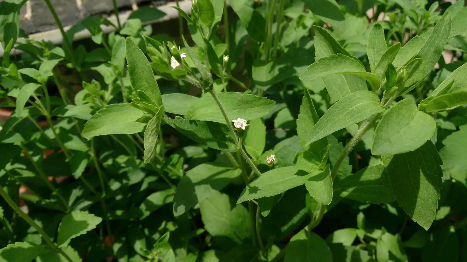 Sweet Leaf (Stevia Rebaudiana) — is a highly valued perennial herb well-known for its intensely sweet leaves; this low-maintenance plant thrives in, image 93