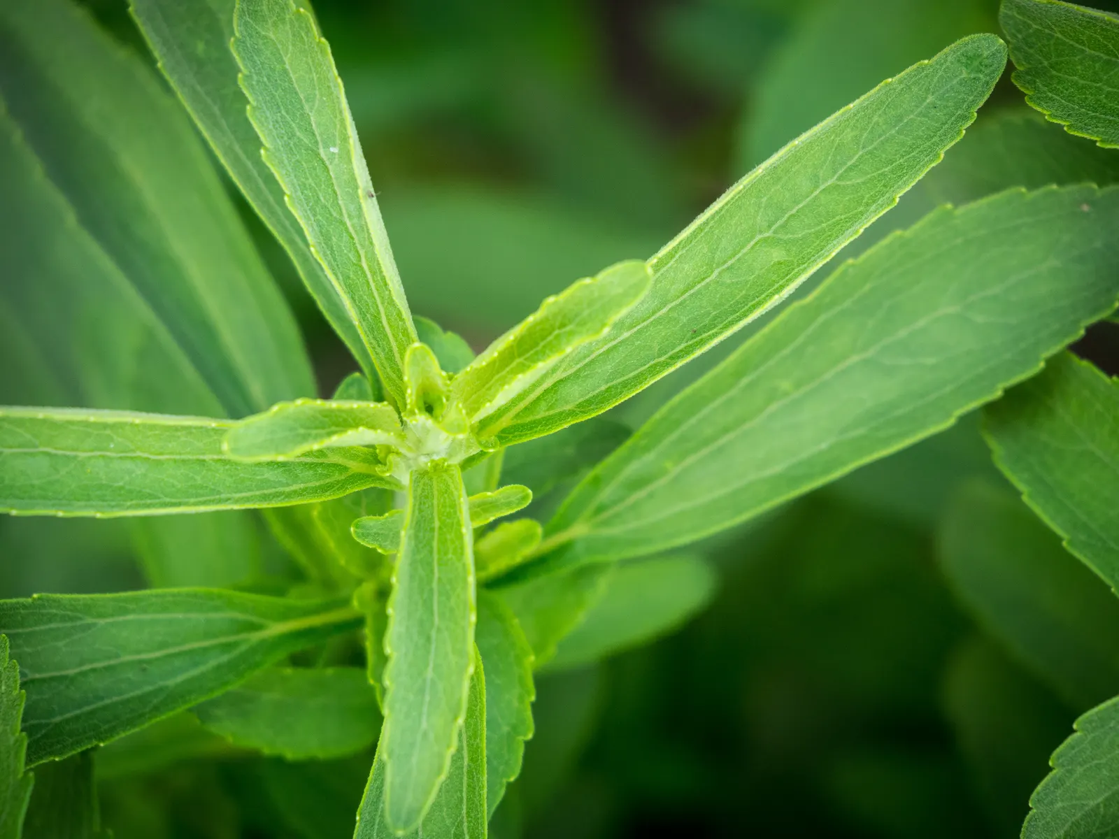 Sweet Leaf (Stevia Rebaudiana) — prefers full sun to partial shade; this low-maintenance plant thrives in USDA zones 9 to 11
