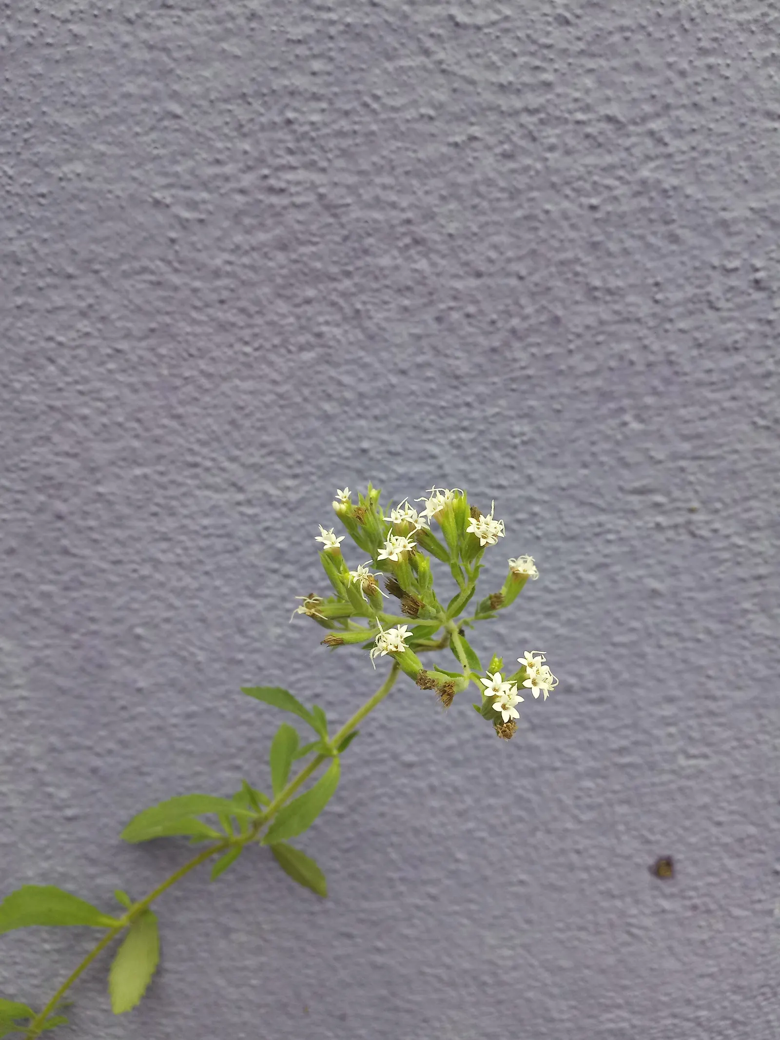Sweet Leaf (Stevia Rebaudiana) — It typically reaches a height of 1 to 3 feet and a similar spread; consider potting the Stevia or protecting it with mulch to