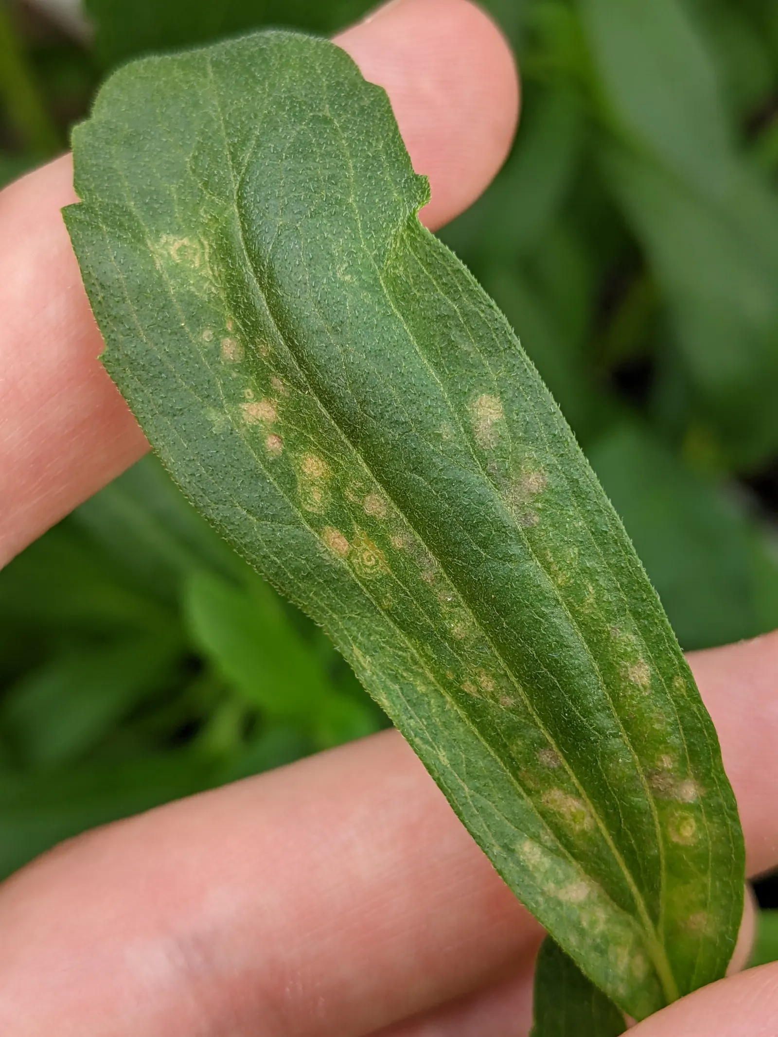Sweet Leaf (Stevia Rebaudiana) — commonly known as Sweet Leaf or Sugar Plant