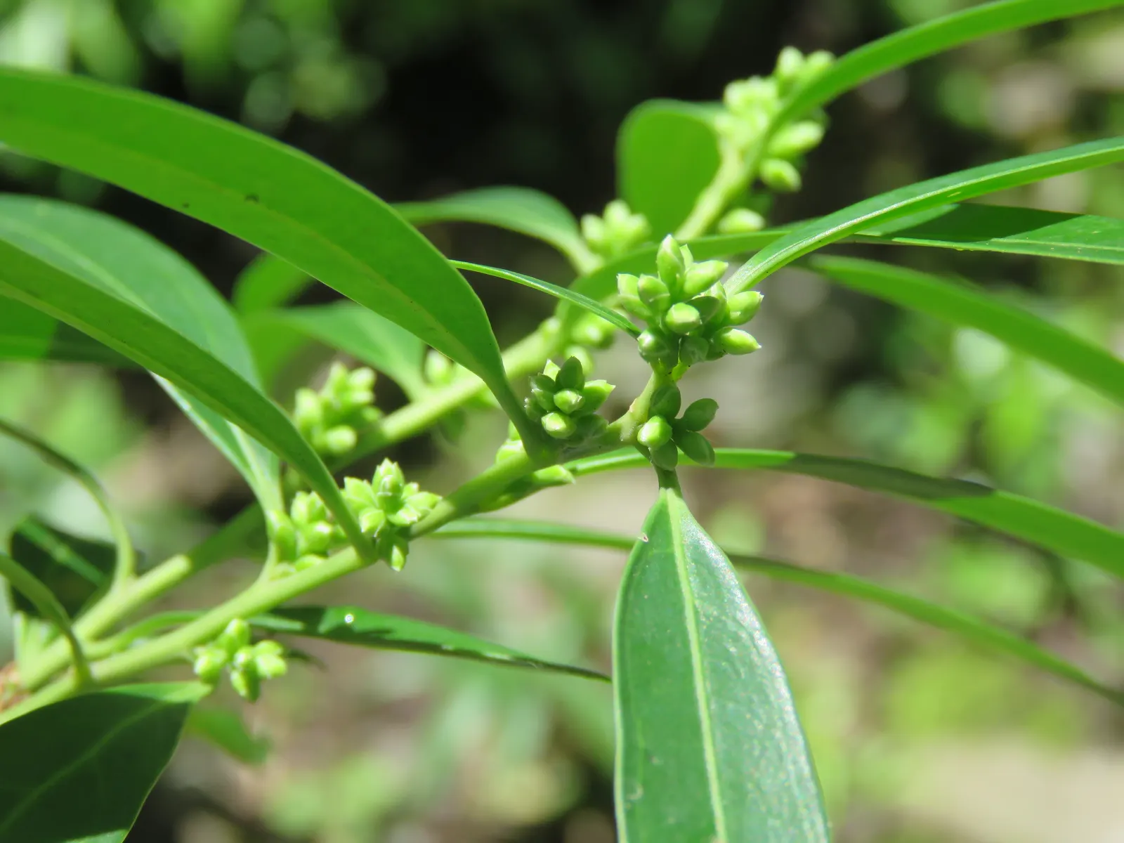 Sweet Leaf (Stevia Rebaudiana) — Stevia benefits from regular watering to maintain consistently moist soil