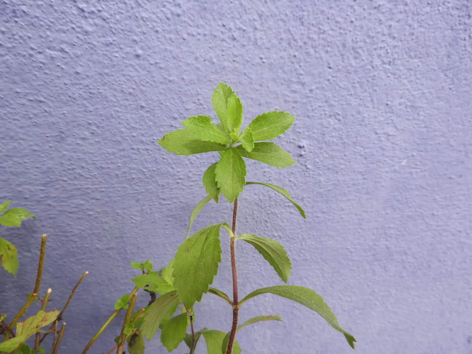 Sweet Leaf (Stevia Rebaudiana) — Pinching back the tips can promote a bushier growth habit