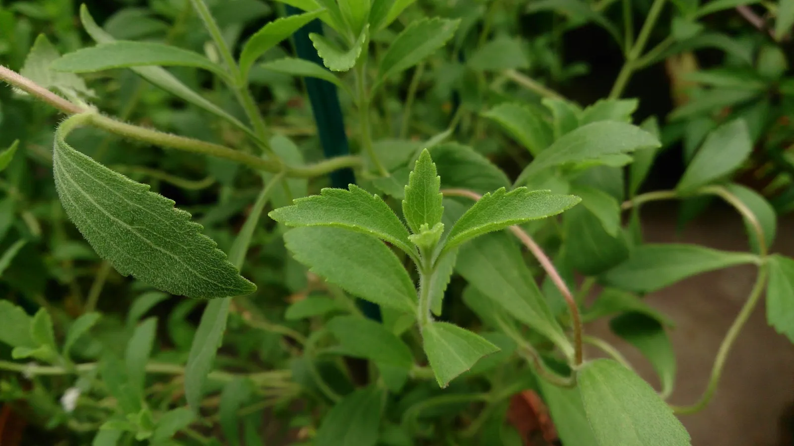 Sweet Leaf (Stevia Rebaudiana) — commonly known as Sweet Leaf or Sugar Plant; this low-maintenance plant thrives in USDA zones 9 to 11, image 85