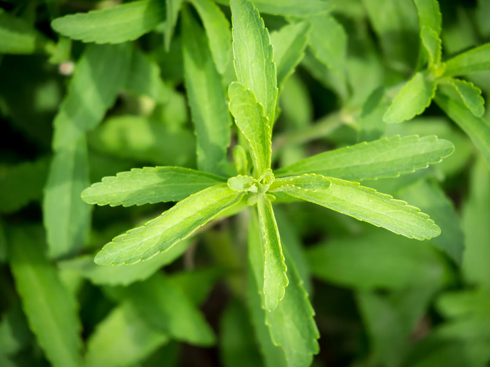 Sweet Leaf (Stevia Rebaudiana) — prefers full sun to partial shade