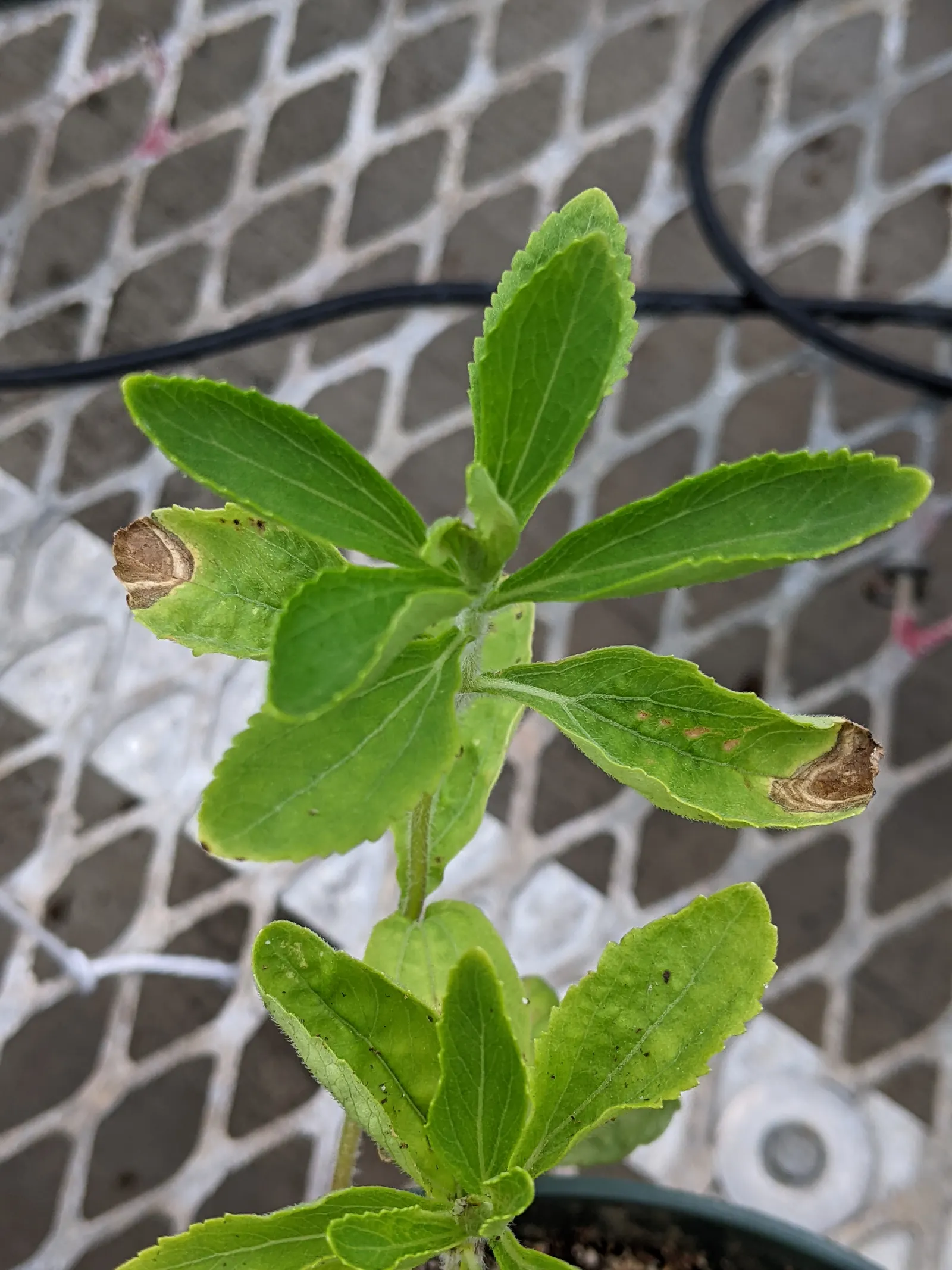 Sweet Leaf (Stevia Rebaudiana) — adding a subtle ornamental value