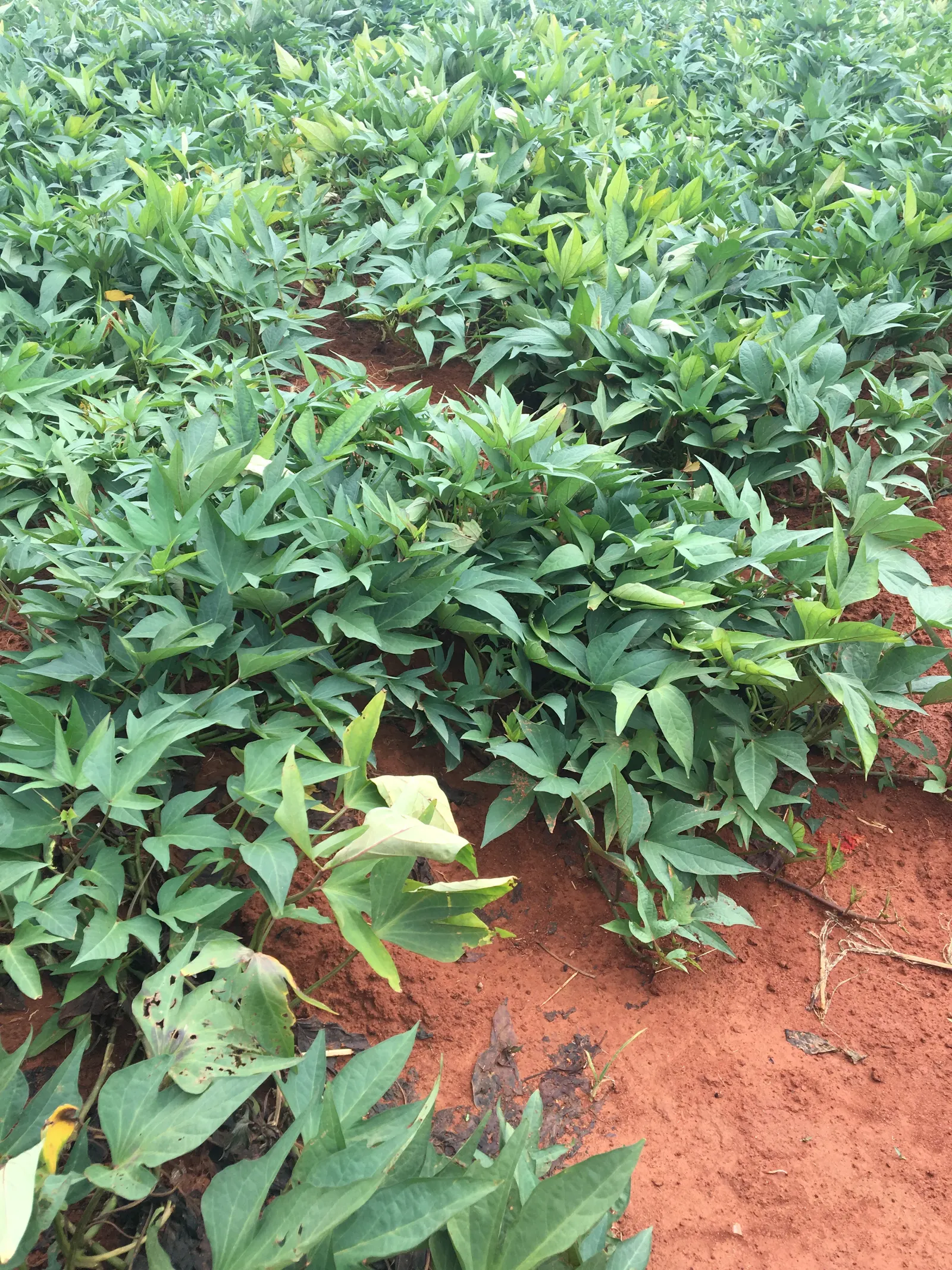 Sweet Leaf (Stevia Rebaudiana) — commonly known as Sweet Leaf or Sugar Plant; this low-maintenance plant thrives in USDA zones 9 to 11, image 57