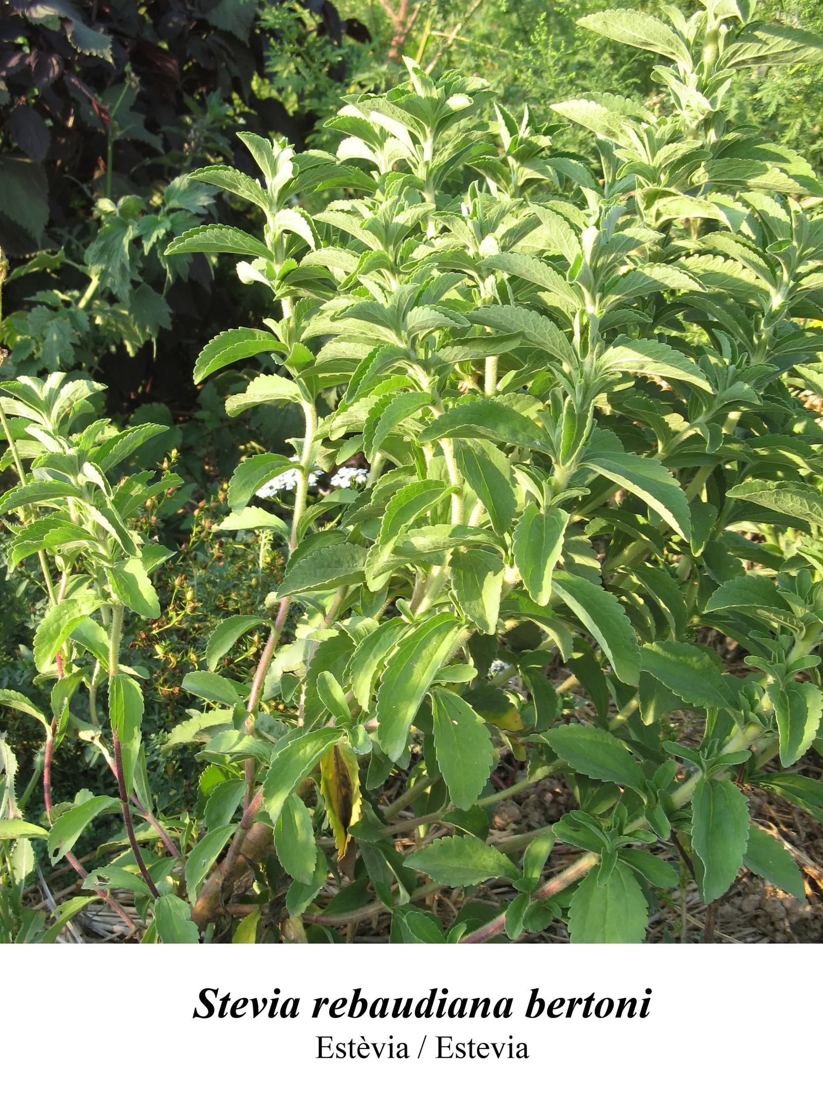 Sweet Leaf (Stevia Rebaudiana) — Stevia rebaudiana offers both practical sweetness and visual charm