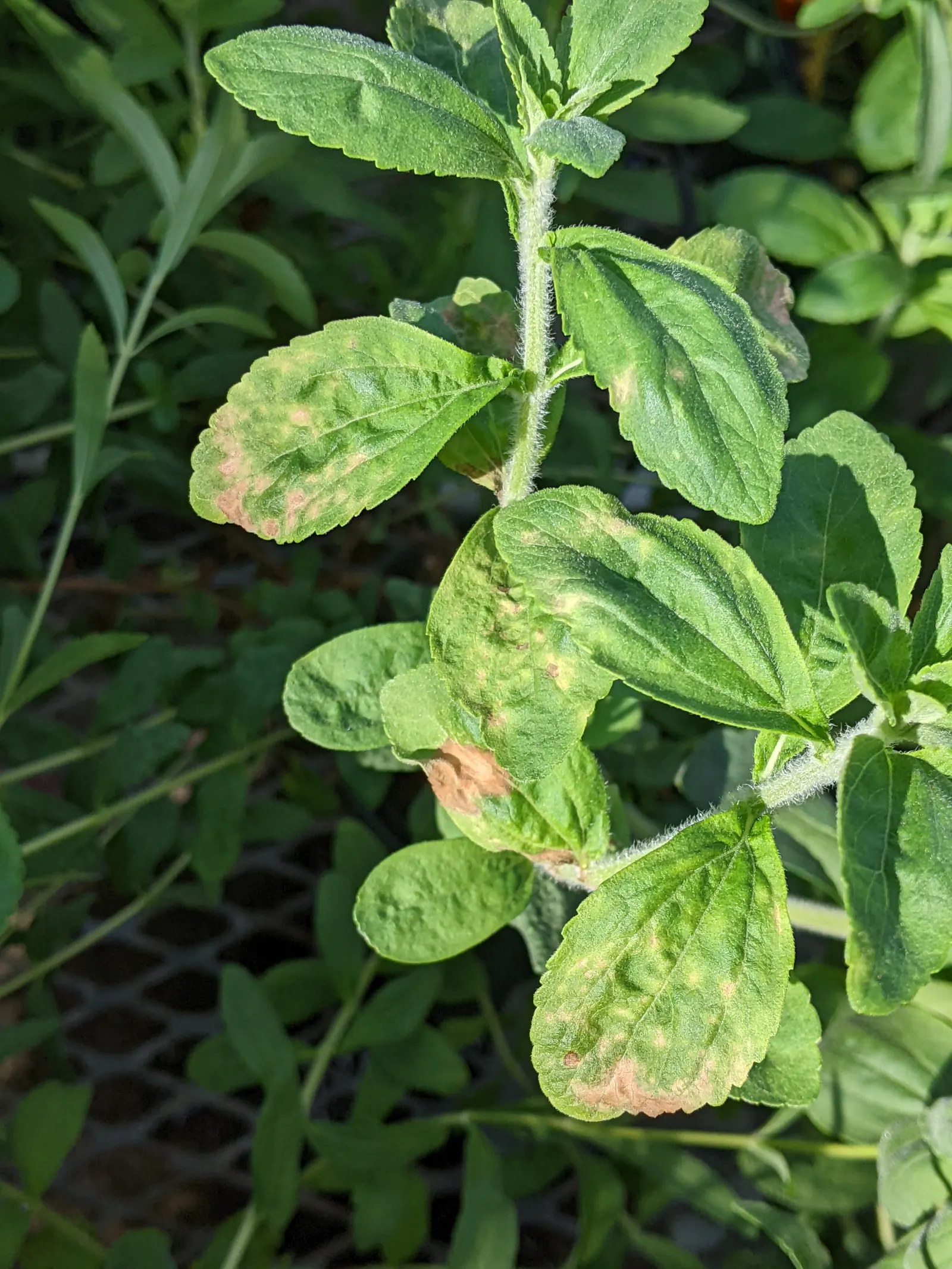 Sweet Leaf (Stevia Rebaudiana) — making it a favorable option for health-conscious gardeners.<br><br>In terms of maintenance; consider potting the Stevia or