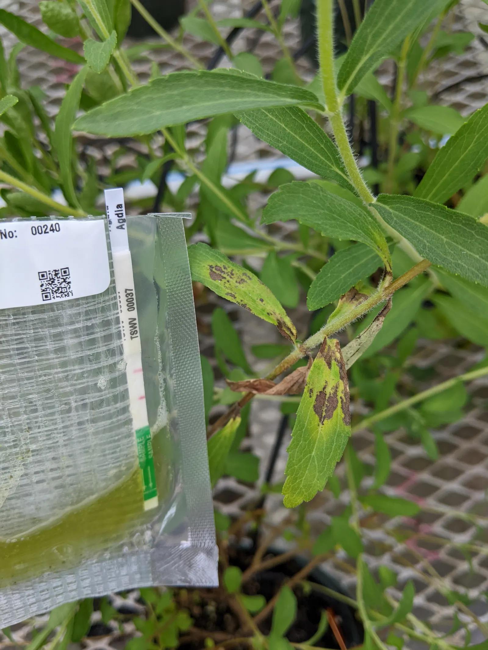 Sweet Leaf (Stevia Rebaudiana) — This low-maintenance plant thrives in USDA zones 9 to 11