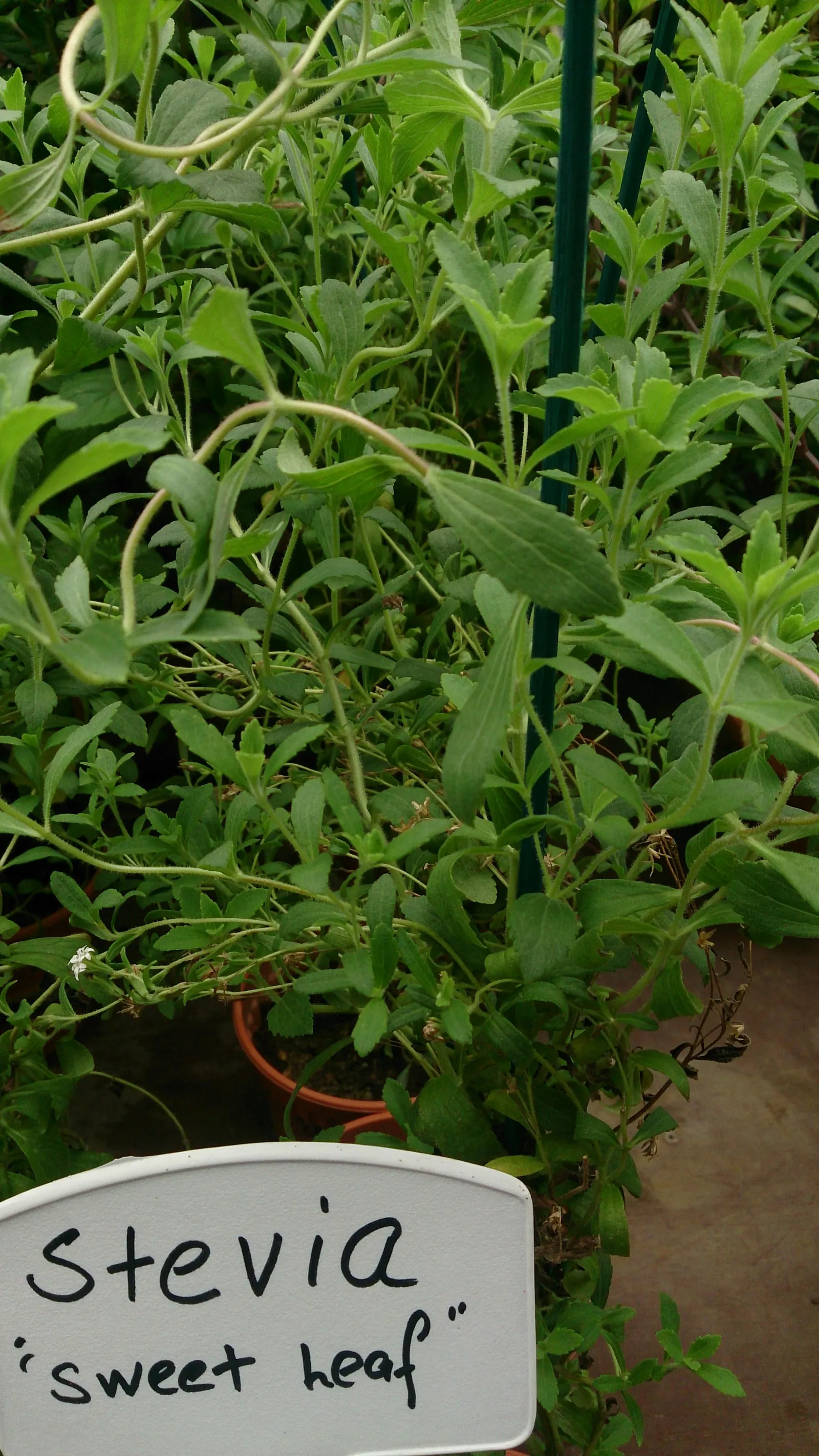 Sweet Leaf (Stevia Rebaudiana) — often referred to as Sweet Leaf or simply Stevia; consider potting the Stevia or protecting it with mulch to, image 92