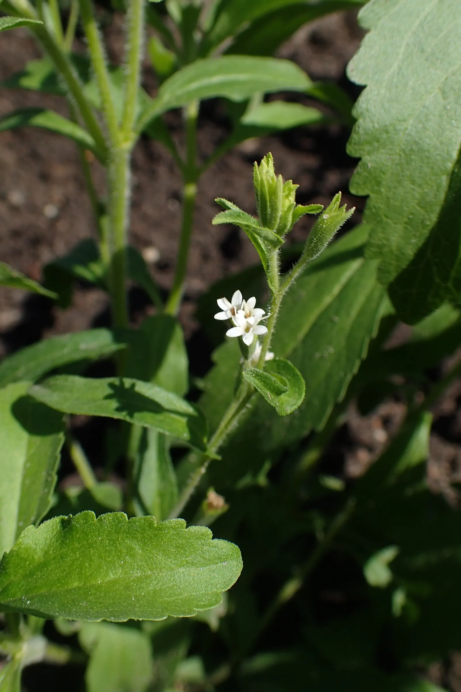 Sweet Leaf (Stevia Rebaudiana) — When cultivated, it typically reaches 1 to 2 feet in height and width; though the main attraction remains its sweet-tasting