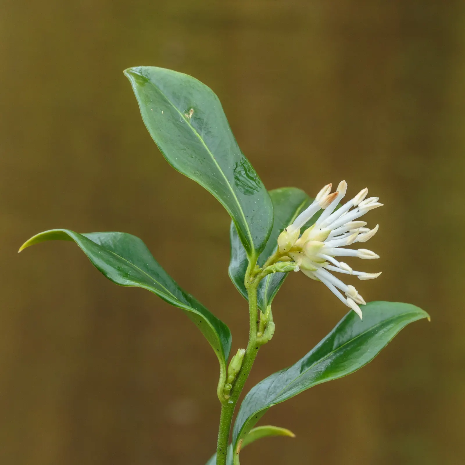 Sweet Leaf (Stevia Rebaudiana) — though the main attraction remains its sweet-tasting foliage; stevia rebaudiana offers both practical sweetness and visual