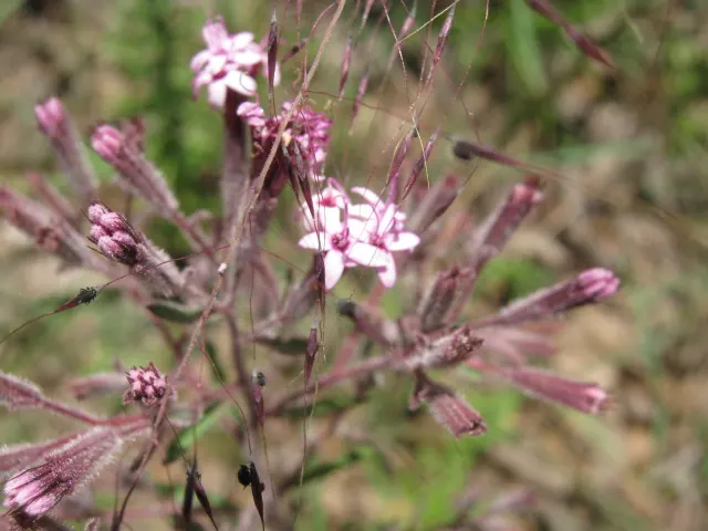 Sweet Leaf (Stevia Rebaudiana) — Stevia benefits from regular watering to maintain consistently moist soil; though the main attraction remains its, image 71
