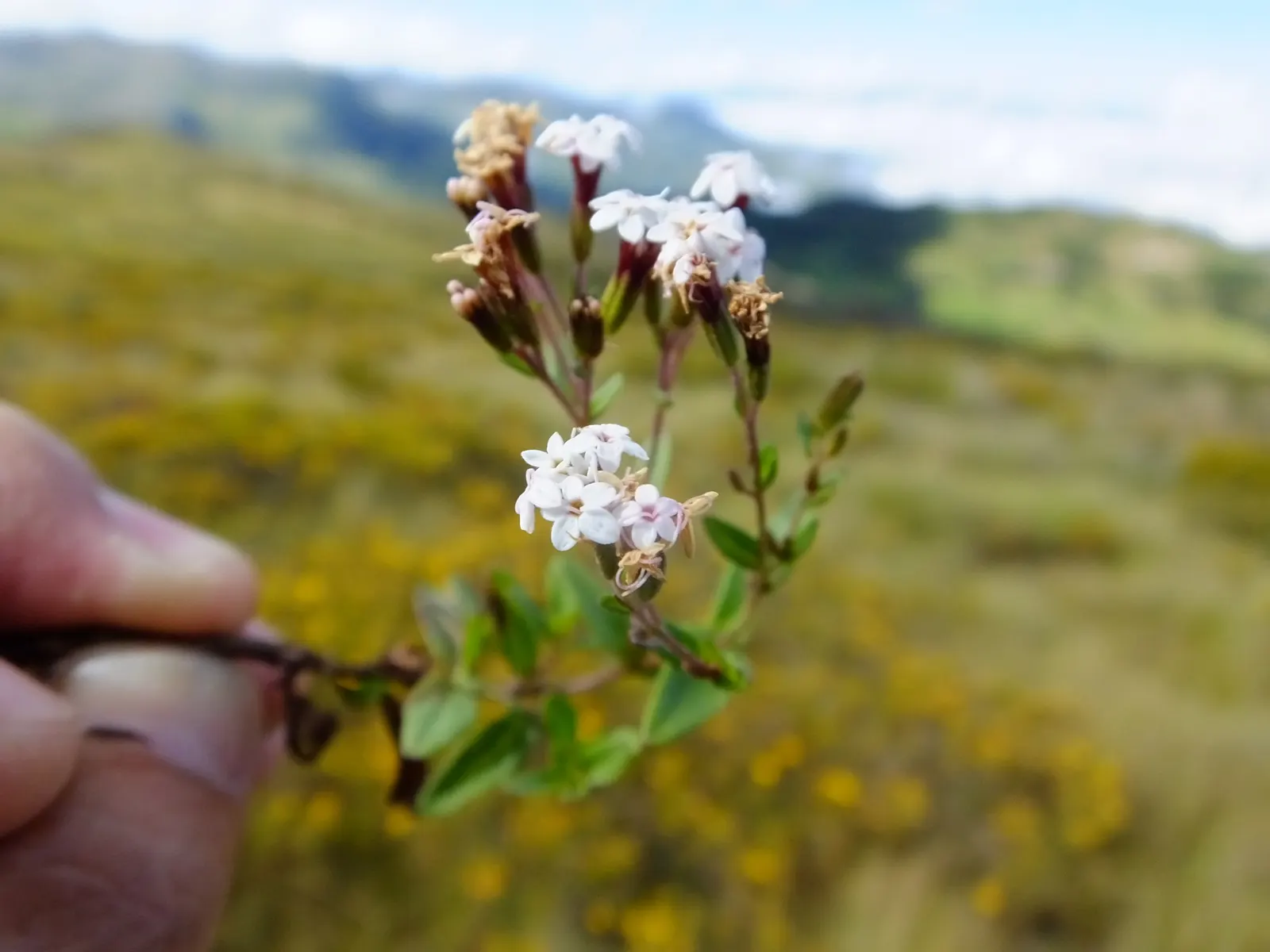 Sweet Leaf (Stevia Rebaudiana) — white blossoms in late summer to fall; consider potting the Stevia or protecting it with mulch to overwinter it, image 72