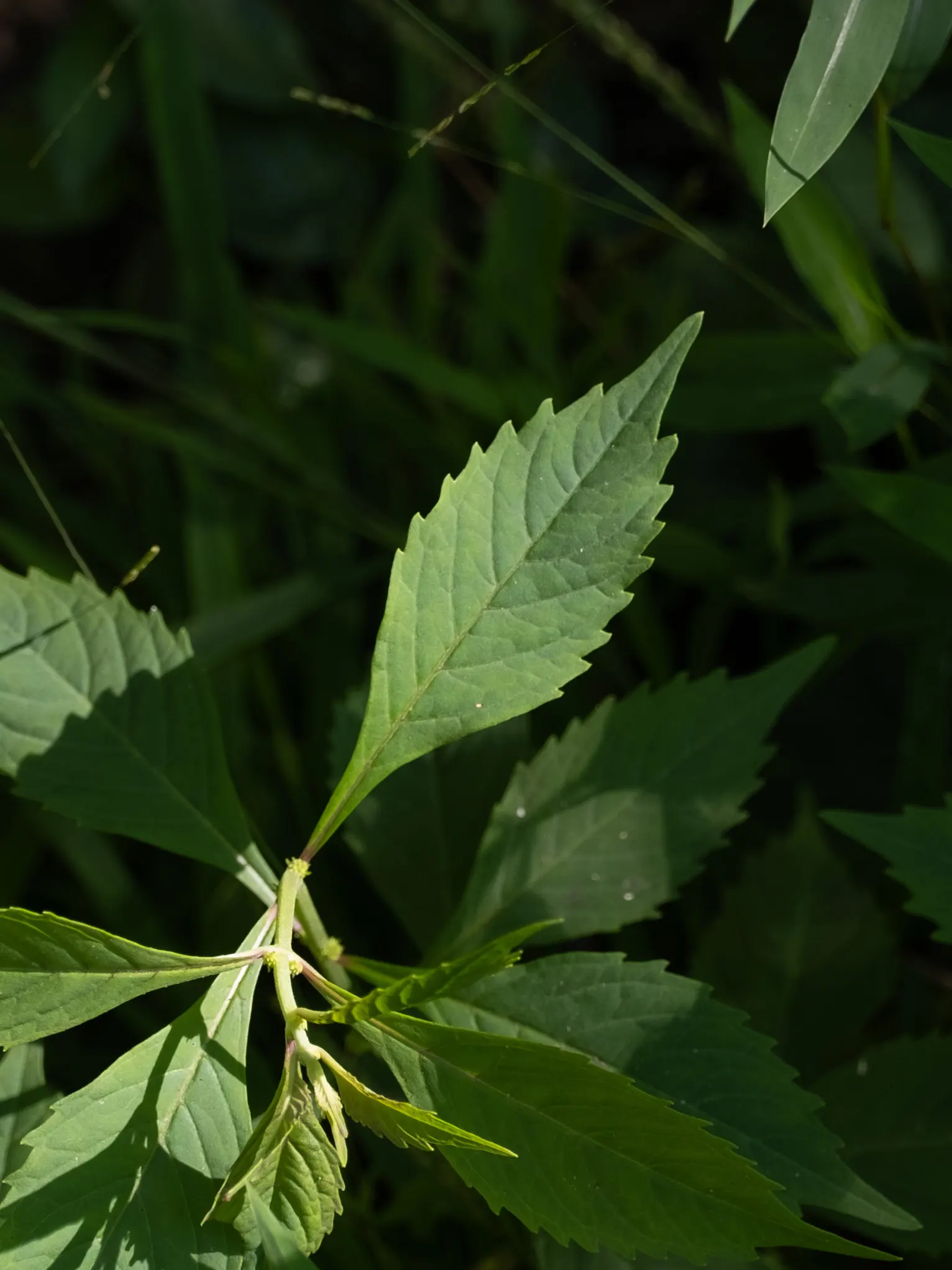 Sweet Leaf (Stevia Rebaudiana) — At the end of the growing season; though the main attraction remains its sweet-tasting foliage