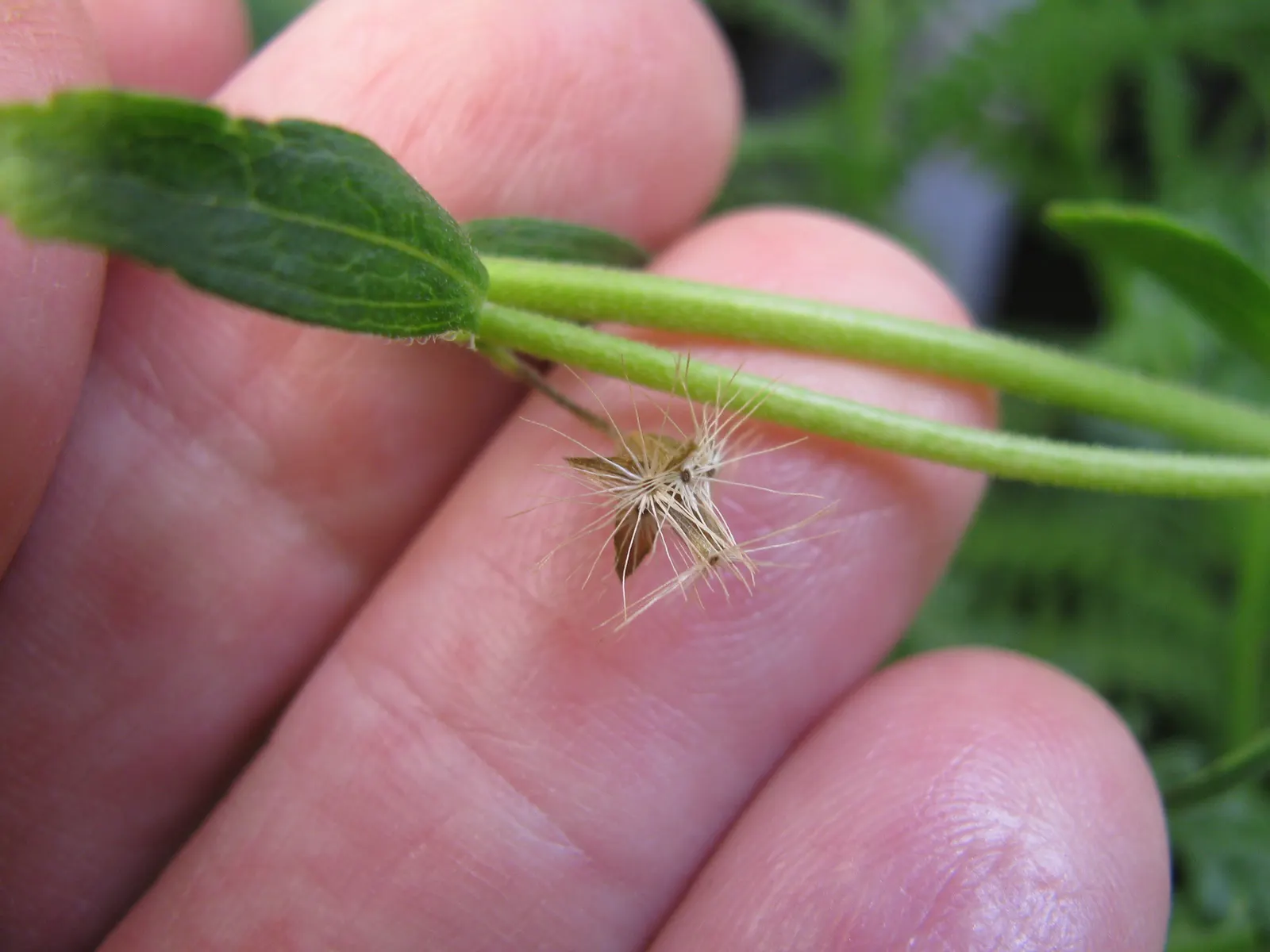 Sweet Leaf (Stevia Rebaudiana) — When cultivated, it typically reaches 1 to 2 feet in height and width; though the main attraction remains its, image 59