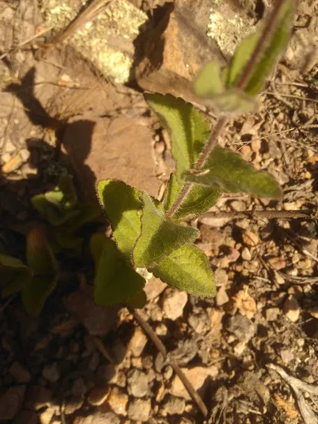 Sweet Leaf (Stevia Rebaudiana) — It typically reaches a height of 1 to 3 feet and a similar spread