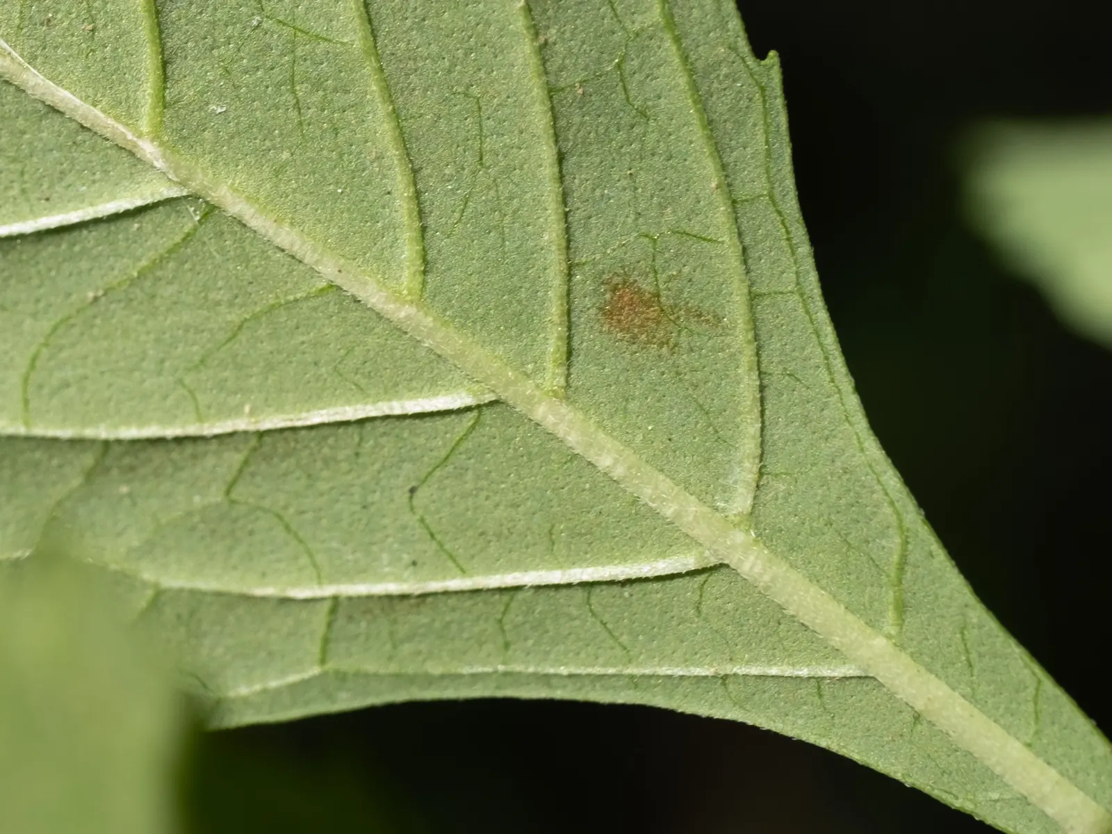 Sweet Leaf (Stevia Rebaudiana) — in regions with colder climates; consider potting the Stevia or protecting it with mulch to overwinter it successfully