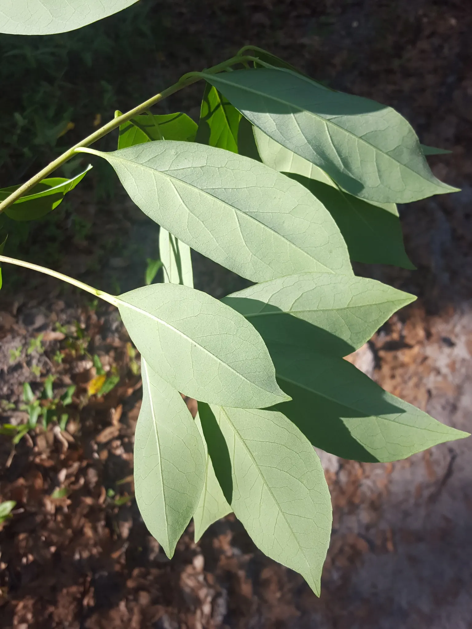 Sweet Leaf (Stevia Rebaudiana) — As an integral component of an edible landscape; stevia rebaudiana offers both practical sweetness and visual charm, image 66