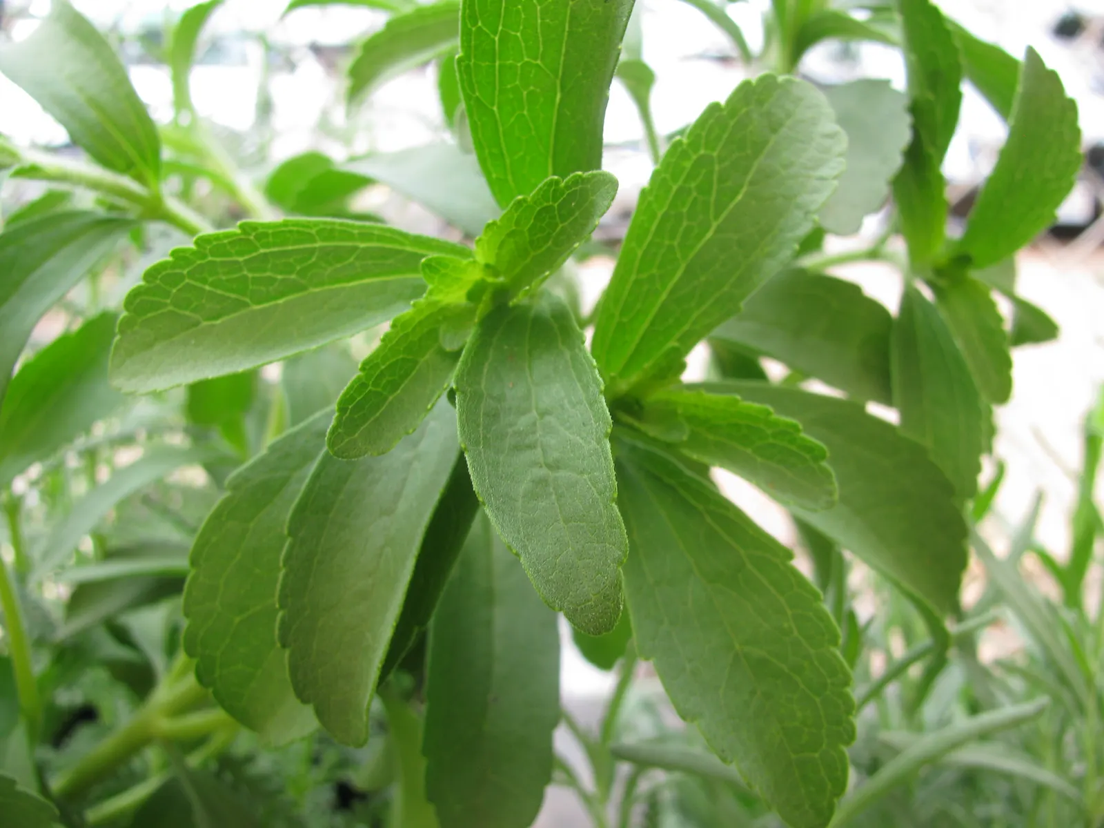 Sweet Leaf (Stevia Rebaudiana) — It's crucial to harvest these leaves before the plant flowers for optimal sweetness; though the main attraction remains its