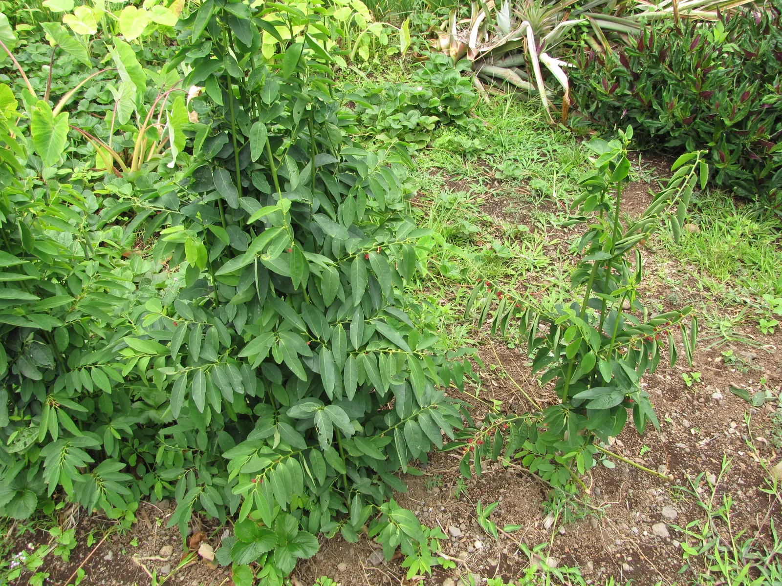 Sweet Leaf (Stevia Rebaudiana) — is a perennial herb prized for its intensely sweet leaves; stevia rebaudiana offers both practical sweetness and, image 58