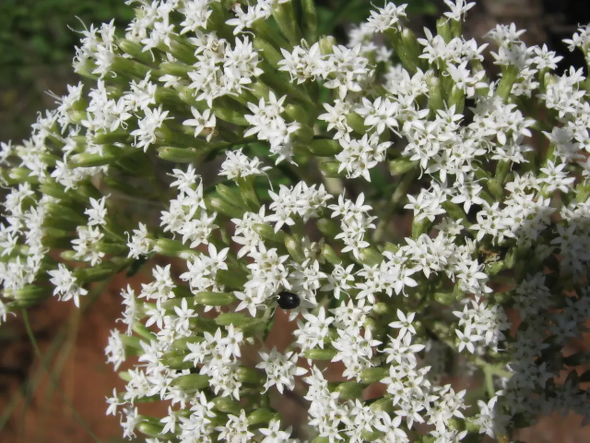 Sweet Leaf (Stevia Rebaudiana) — is a highly valued perennial herb well-known for its intensely sweet leaves