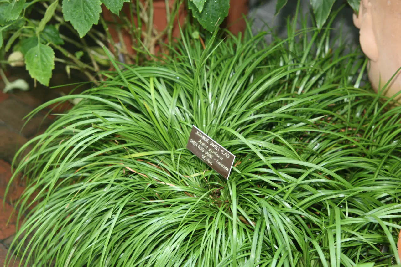 Sweet Leaf (Stevia Rebaudiana) — prefers full sun to partial shade; this low-maintenance plant thrives in USDA zones 9 to 11, image 61