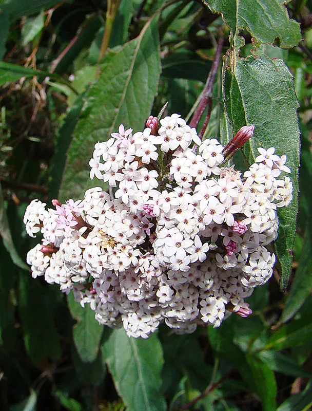 Sweet Leaf (Stevia Rebaudiana) — Though drought-tolerant once established; stevia rebaudiana offers both practical sweetness and visual charm, image 70