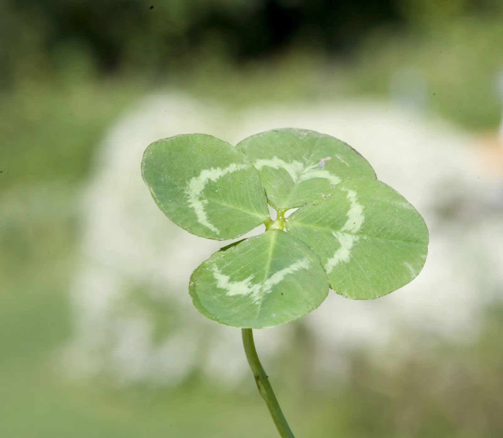Sweet Leaf (Stevia Rebaudiana) — commonly known as Sweet Leaf or Sugar Plant; this low-maintenance plant thrives in USDA zones 9 to 11