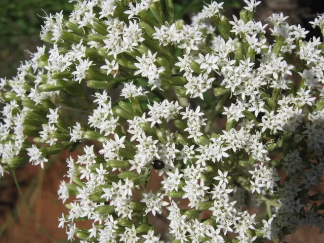 Sweet Leaf (Stevia Rebaudiana) — It requests well-drained soil with a slightly acidic to neutral pH, generally between 6.7 and 7.2; this, image 69