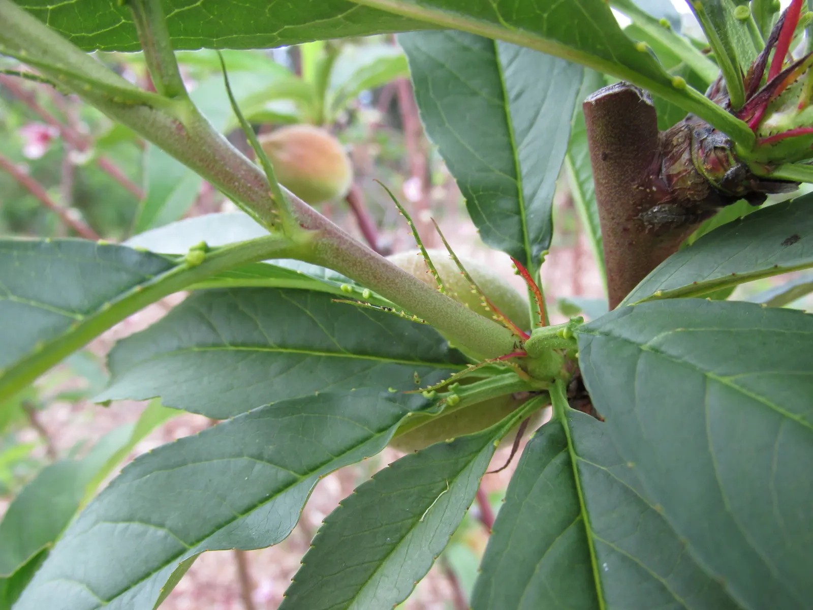 Sweet Leaf (Stevia Rebaudiana) — It‚Äôs an ideal natural sweetener addition for kitchen gardens and borders