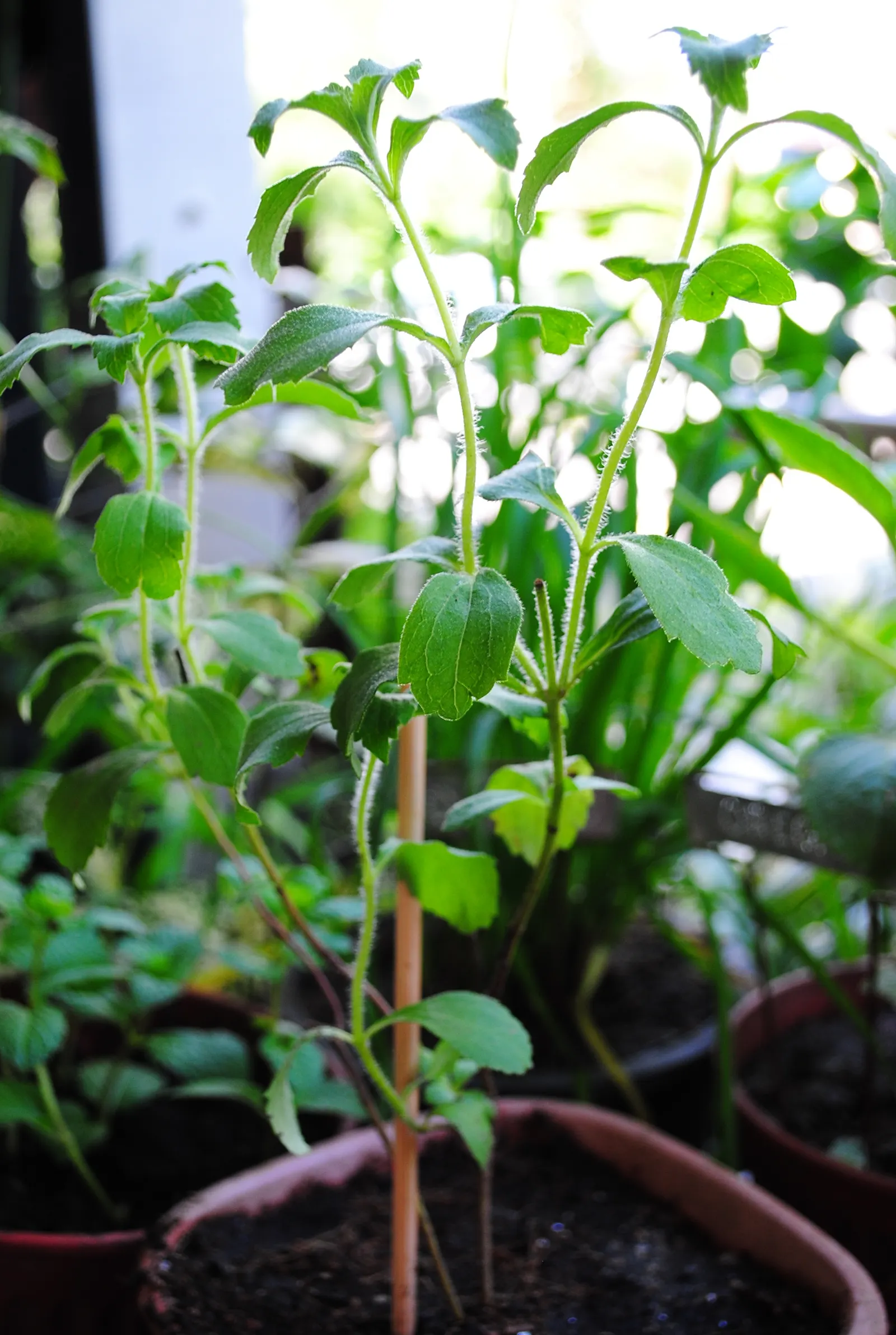 Sweet Leaf (Stevia Rebaudiana) — though the main attraction remains its sweet-tasting foliage; stevia rebaudiana offers both practical sweetness, image 74