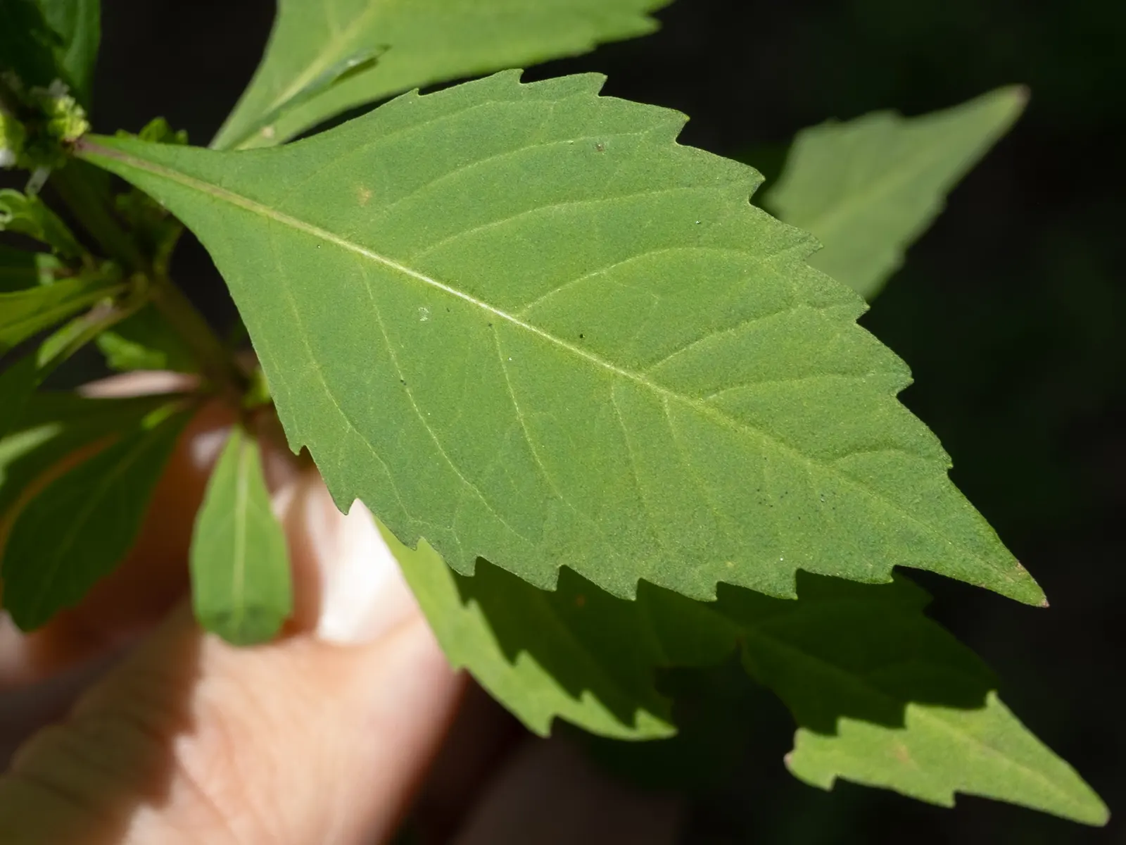Sweet Leaf (Stevia Rebaudiana) — It requests well-drained soil with a slightly acidic to neutral pH, generally between 6.7 and 7.2; this low-maintenance plant