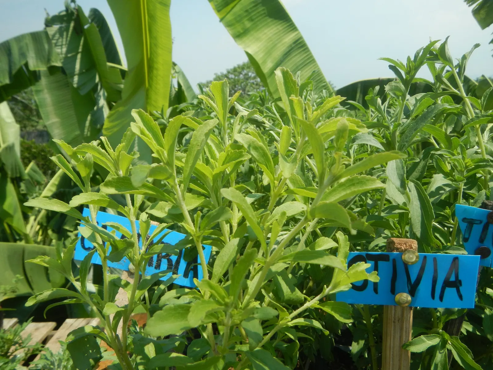 Sweet Leaf (Stevia Rebaudiana) — is a highly valued perennial herb well-known for its intensely sweet leaves; this low-maintenance plant thrives in USDA zones